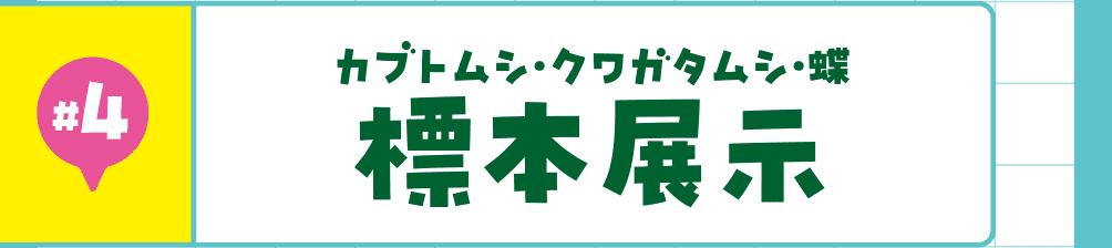 #4 標本展示