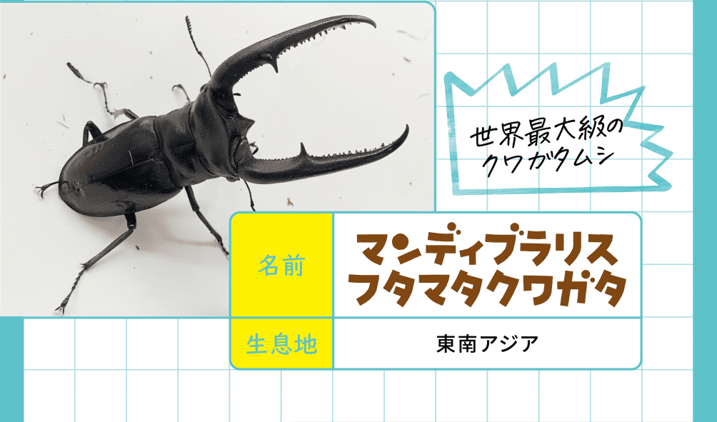 マンディブラリスフタマタクワガタ