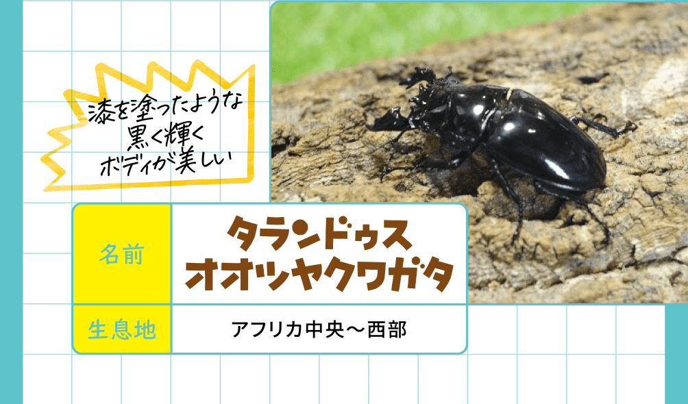 タランドゥスオオツヤクワガタ