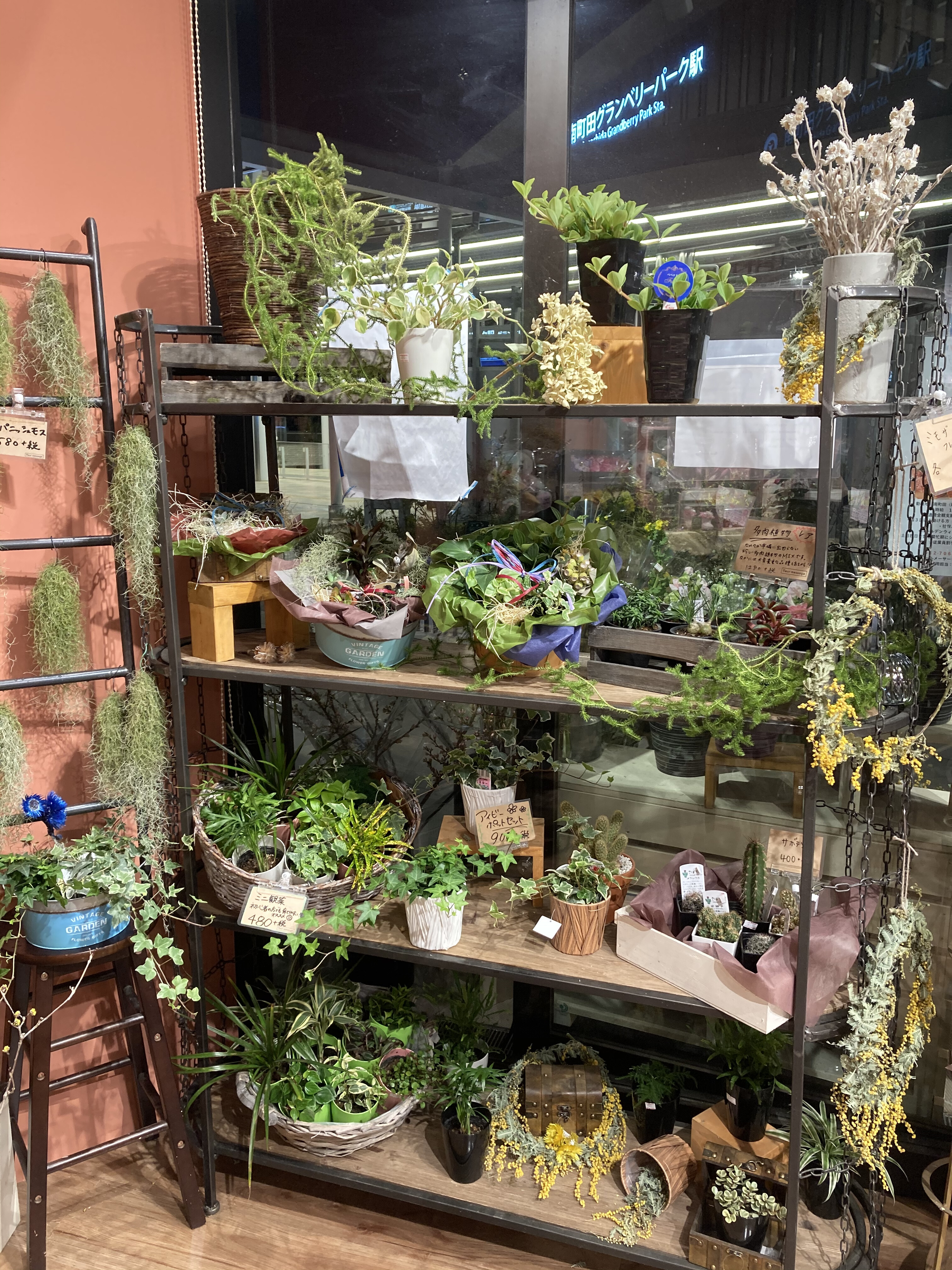 観葉植物と多肉植物のコーナーが出来ました フルール メサージュ ショップトピックス グランベリーパーク