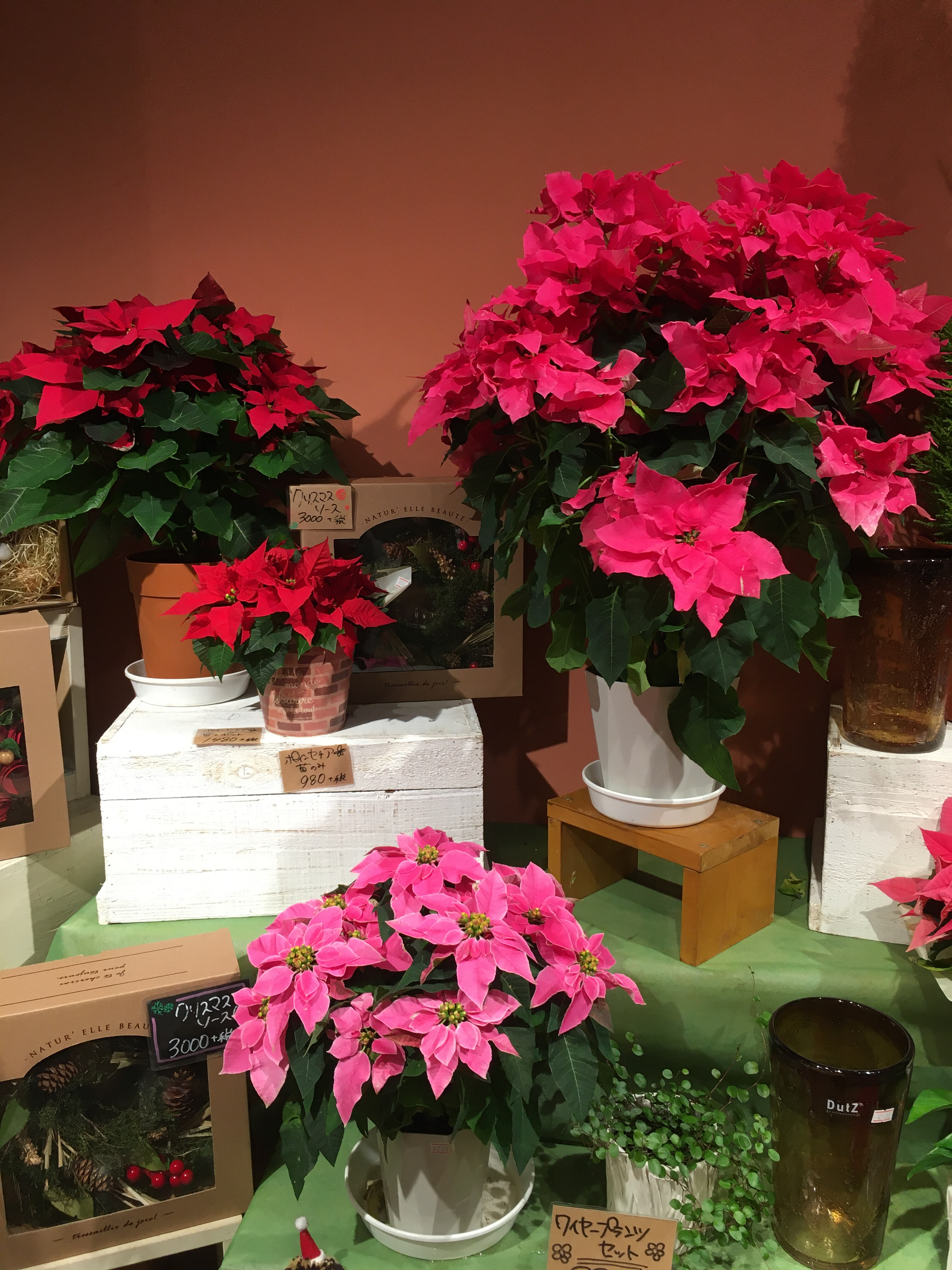 プリンセチアのご紹介 フルール メサージュ ショップトピックス グランベリーパーク