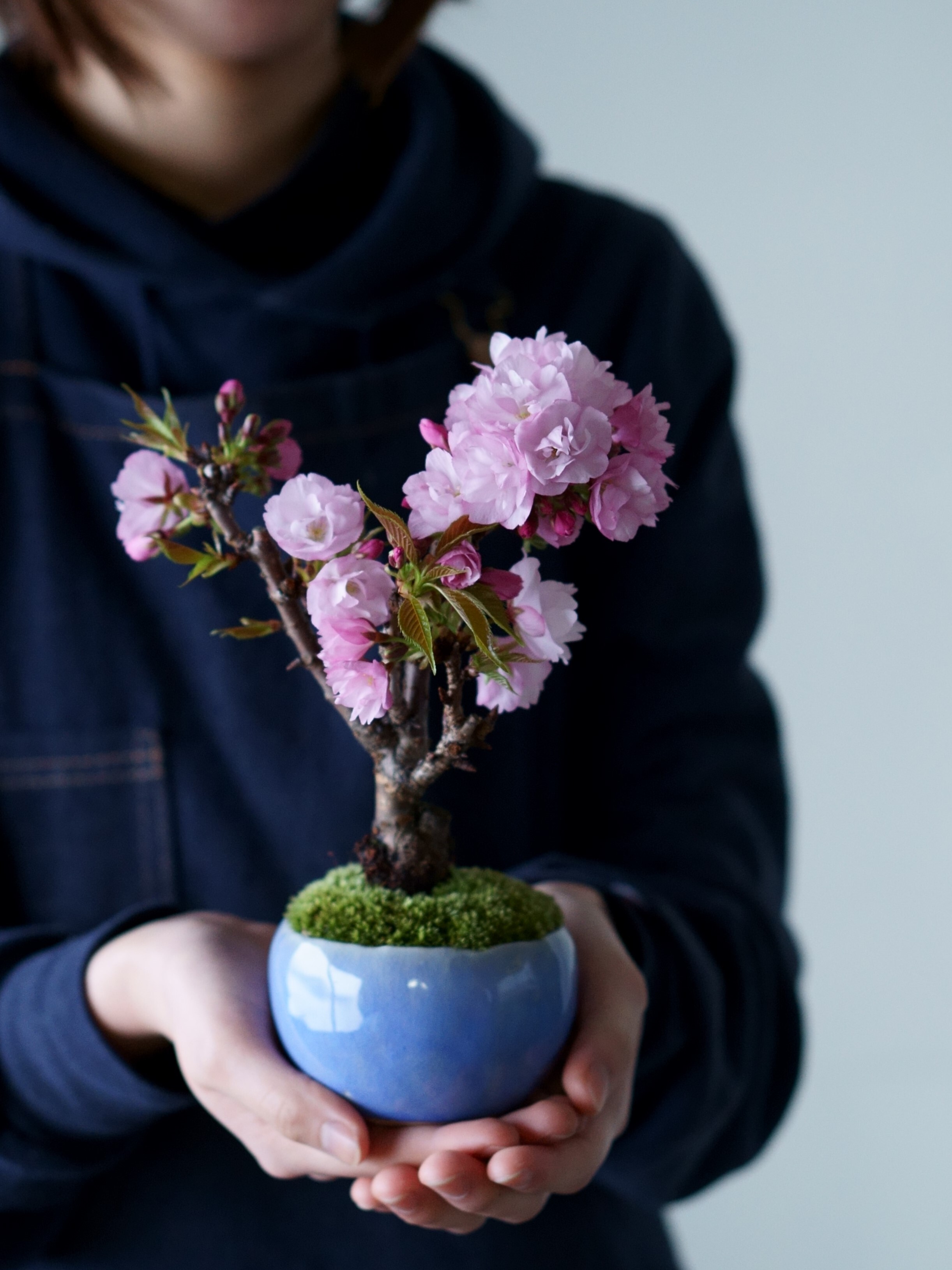 桜盆栽❗️満開❗️ 毎年花付きがすばらいです！ 楽天市場】花咲く満開桜2026年4月に桜のお花見にさくらをお誕生日に