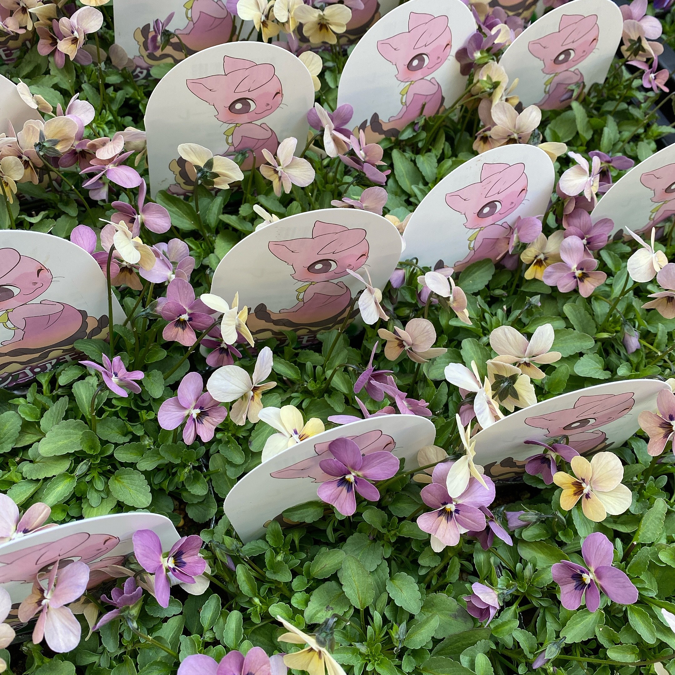 入荷した植物のご紹介 ザ ファーム ユニバーサル ショップトピックス グランベリーパーク 入荷した植物のご紹介 ザ ファーム ユニバーサル ショップトピックス グランベリーパーク