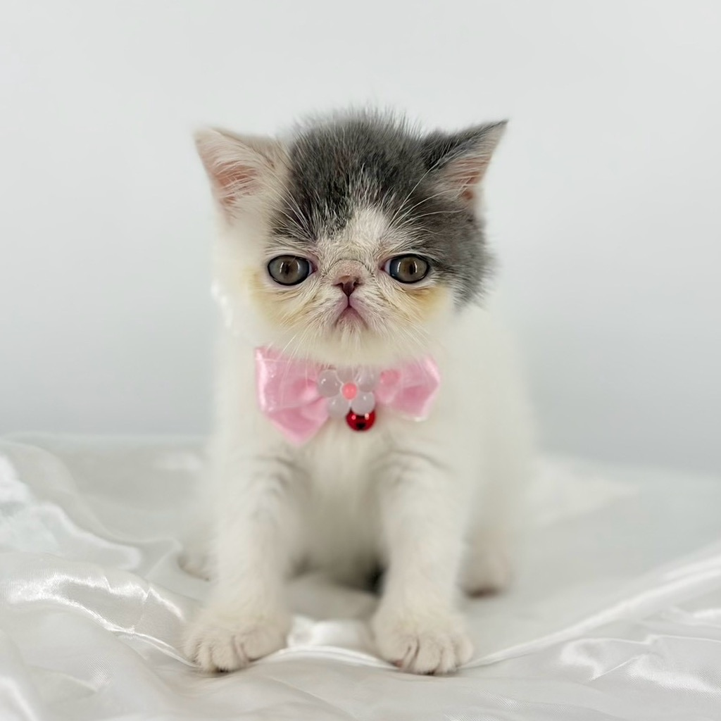 高級ファー♡エキゾチックショートヘア♡子猫のベルちゃん♡アートドール♡ぬいぐるみ エキゾチックショートヘアちゃんが入園してきました🐱｜ドッグ