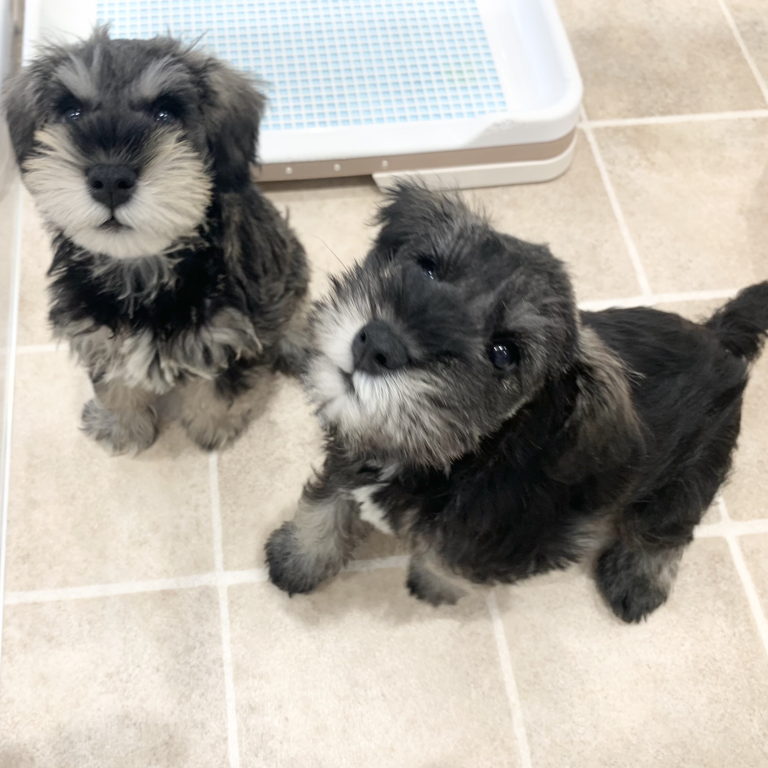 初めまして 元気いっぱいのシュナウザー兄弟です ドッグ キャットジョーカー ショップトピックス グランベリーパーク