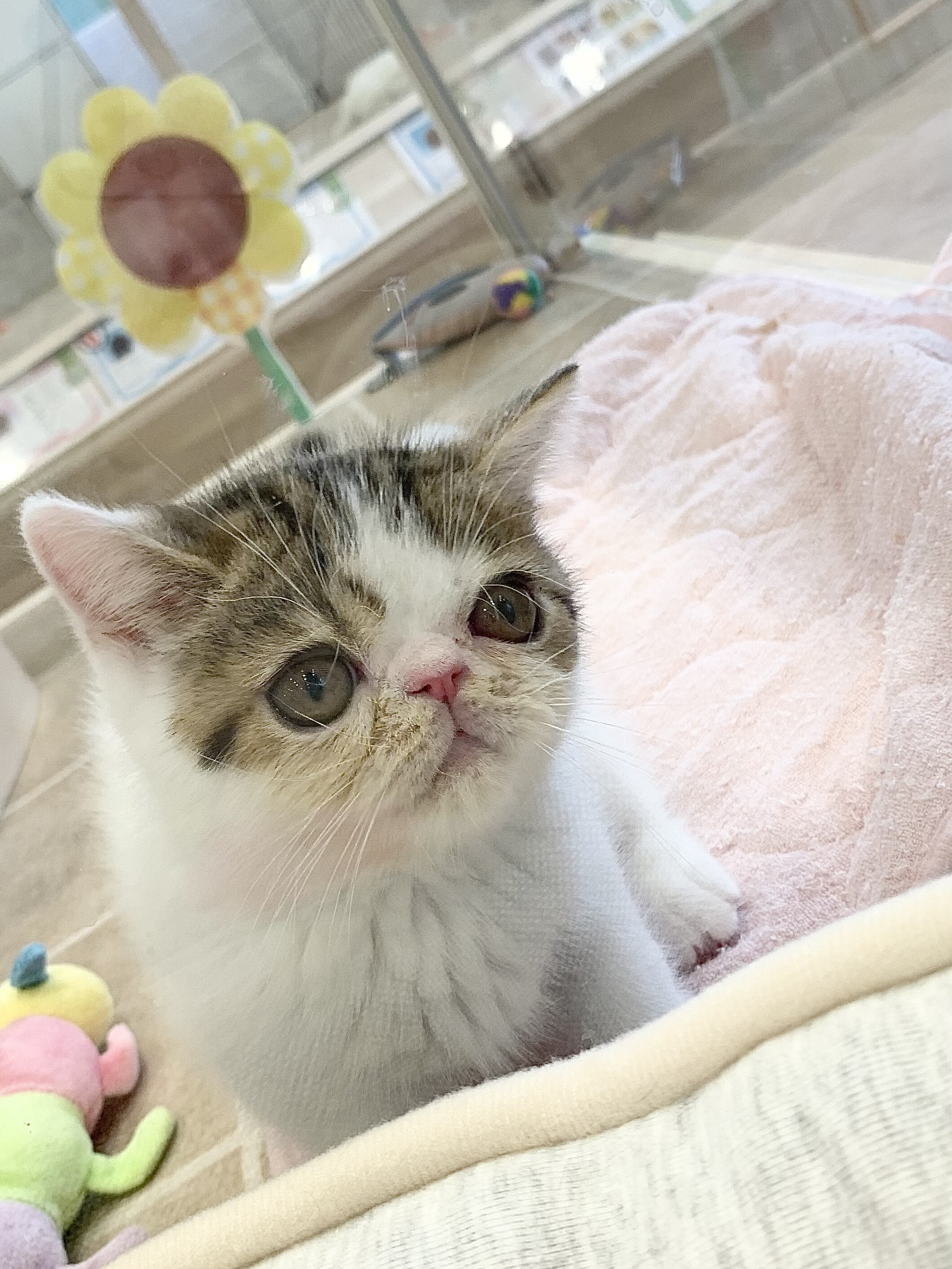 エキゾチック ショートヘアの男の子 ドッグ キャットジョーカー ショップトピックス グランベリーパーク エキゾチック ショートヘアの男の子 ドッグ キャットジョーカー ショップトピックス グランベリーパーク
