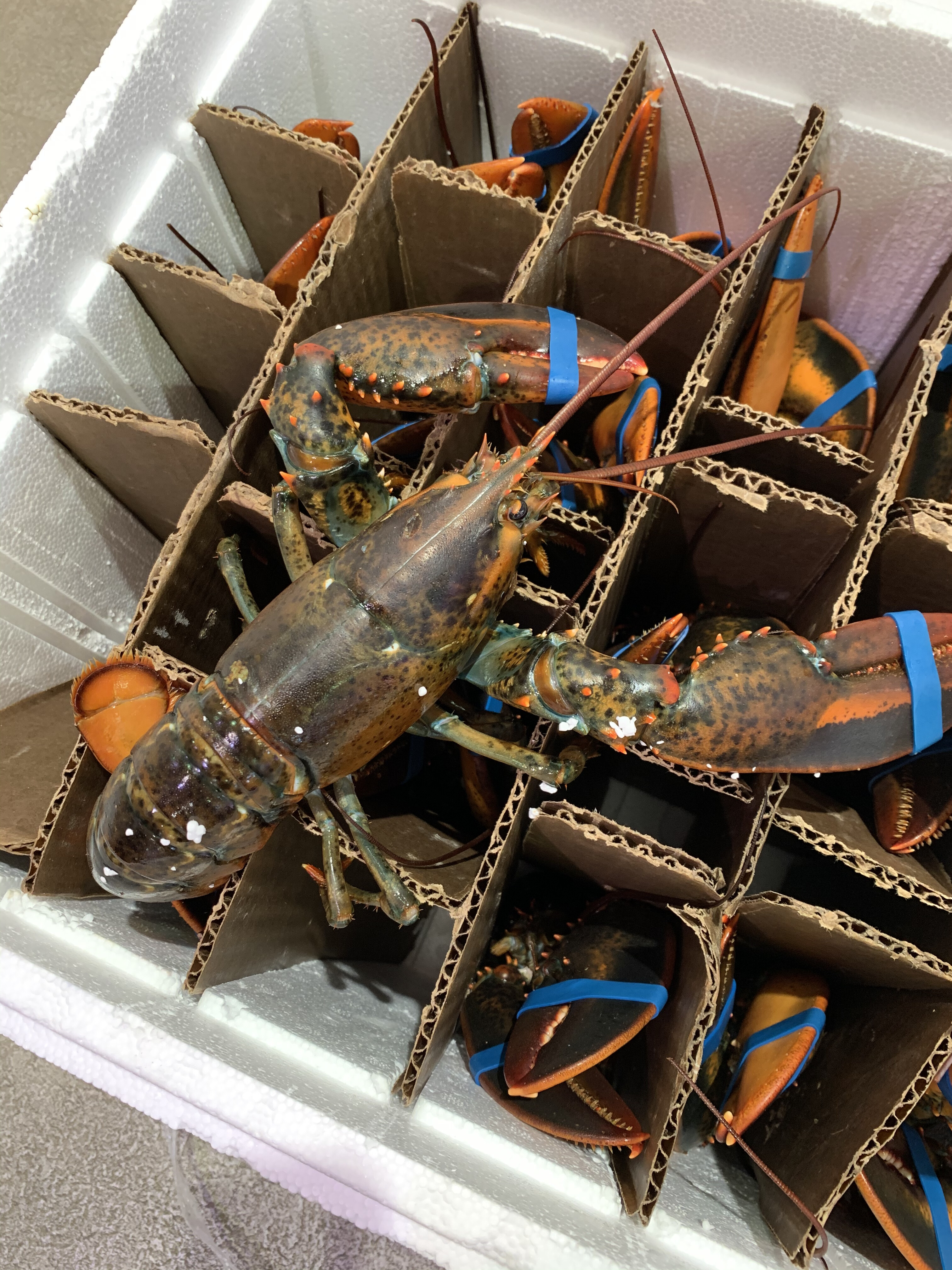 12月1日のおすすめ オマール海老 魚河岸 中與商店 ショップトピックス グランベリーパーク