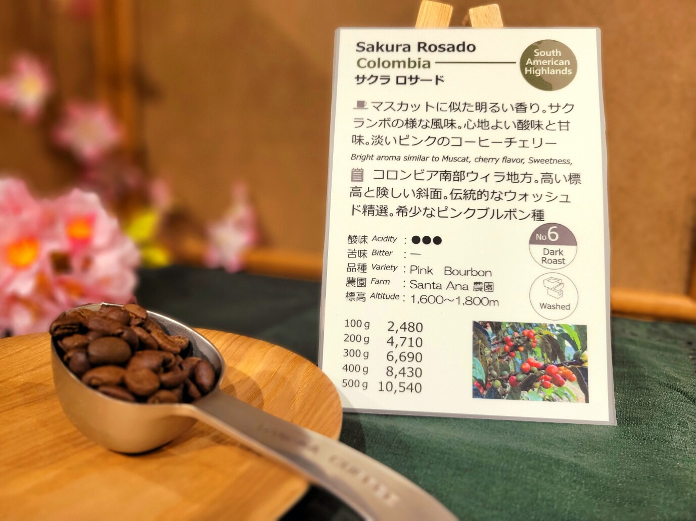 期間限定です！【サクラロサード/ コロンビア】希少なピンクブルボン種