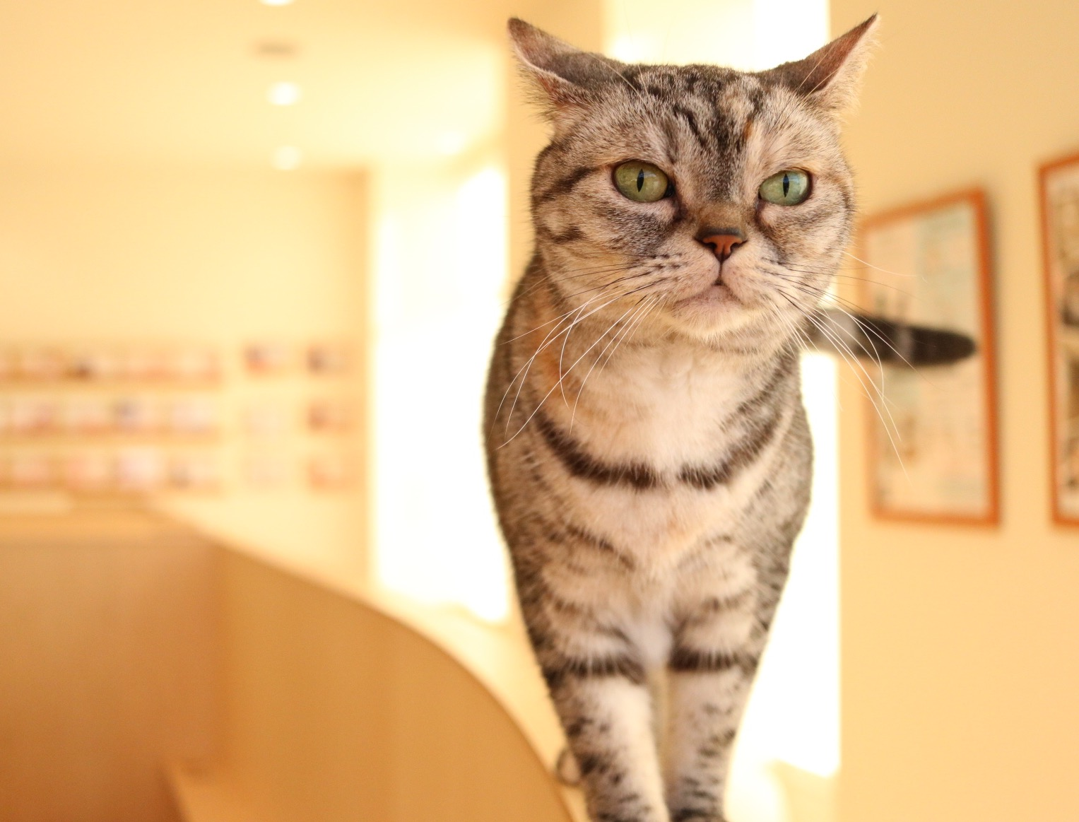 4/29はニコちゃん5才のお誕生日でした🎊｜Cat Café MOFF｜ショップ