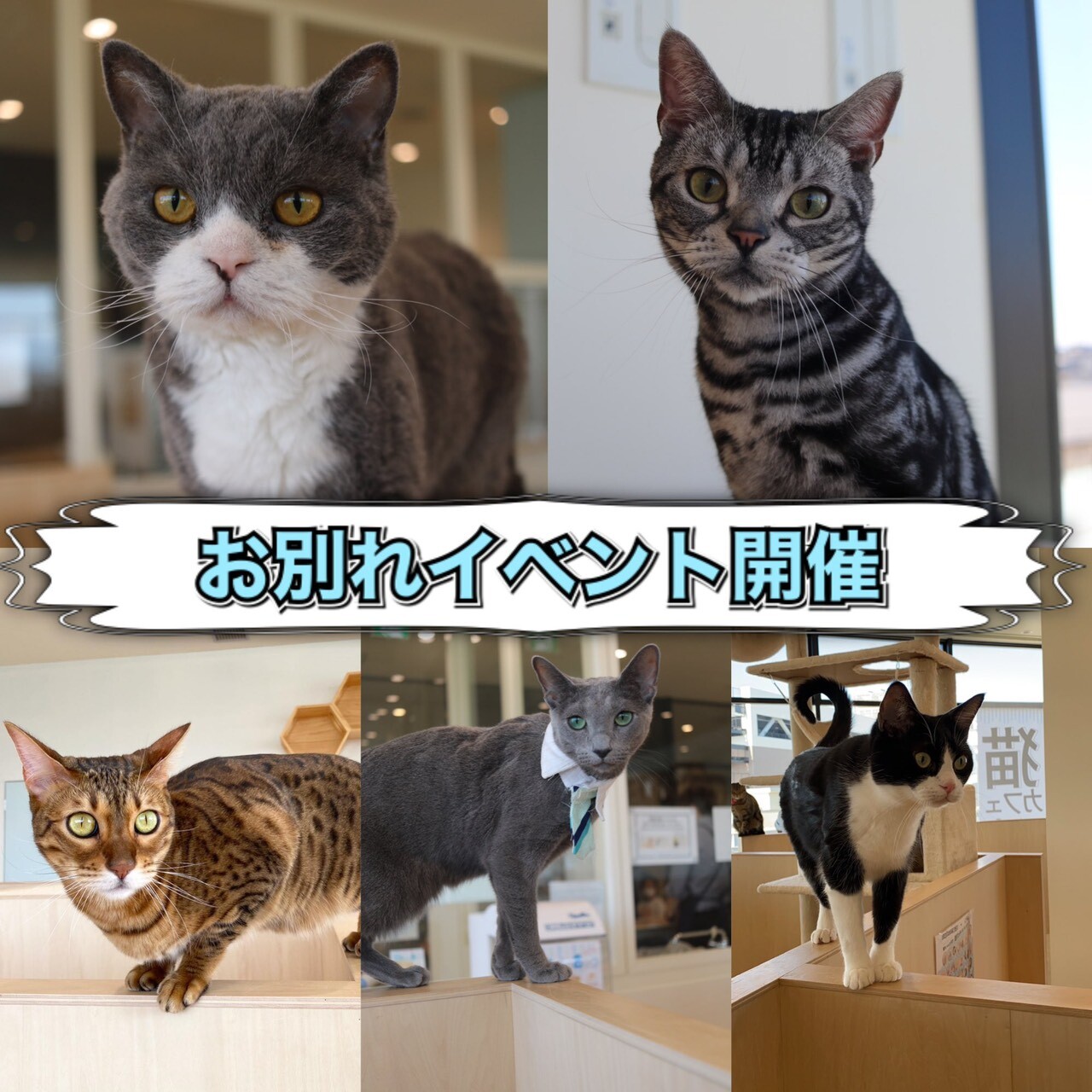 3f 猫カフェ お別れイベントのお知らせ Moffアニマルカフェ ショップトピックス グランベリーパーク 3f 猫カフェ お別れイベントのお知らせ Moffアニマルカフェ ショップトピックス グランベリーパーク
