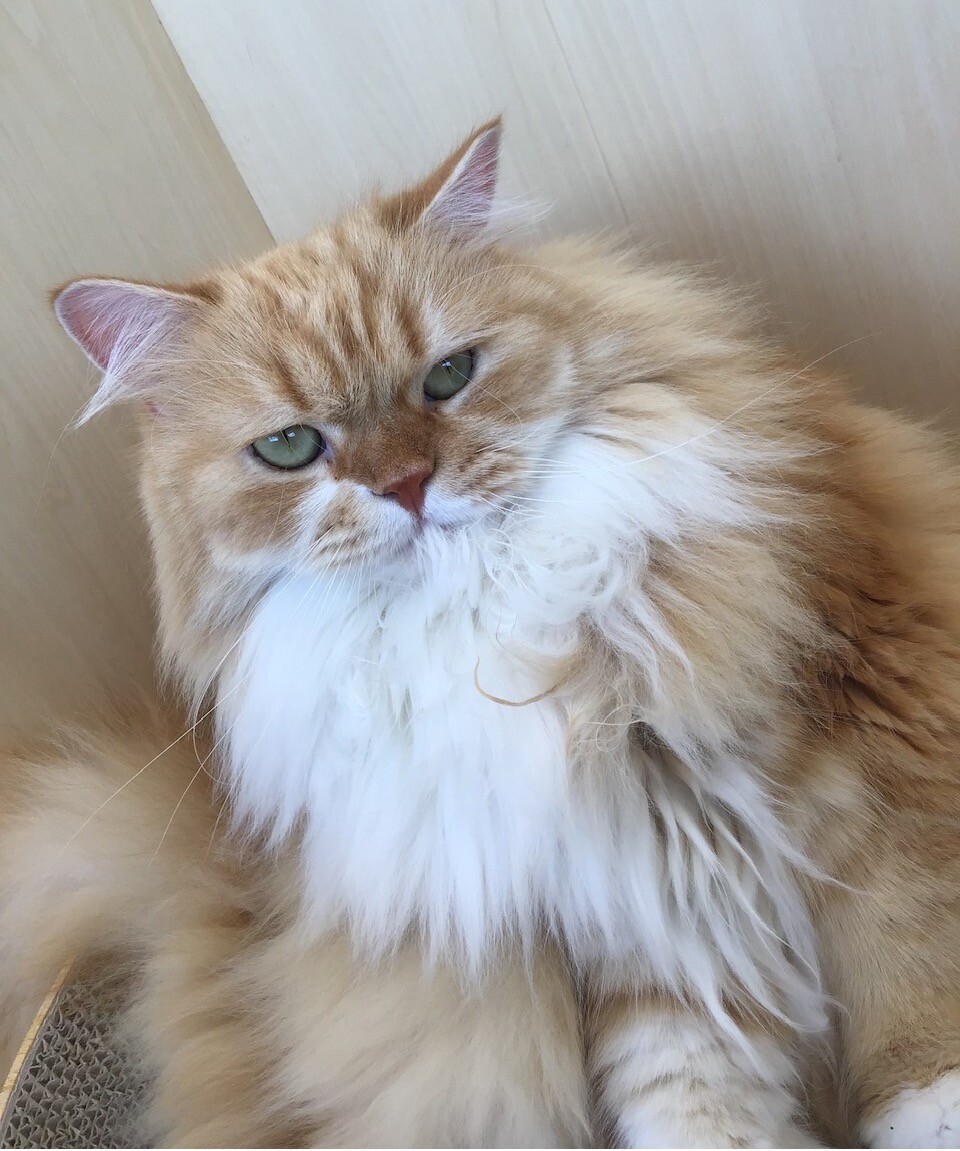 豪快な毛繕い🌸｜Cat Café MOFF｜ショップトピックス｜グランベリーパーク