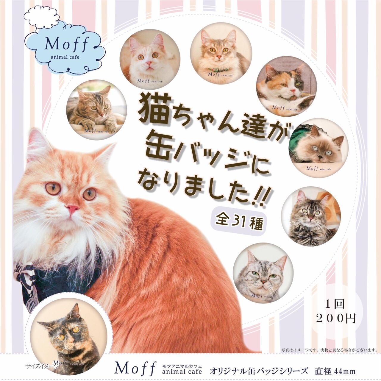 オリジナル缶バッチ販売 Moffアニマルカフェ ショップトピックス グランベリーパーク