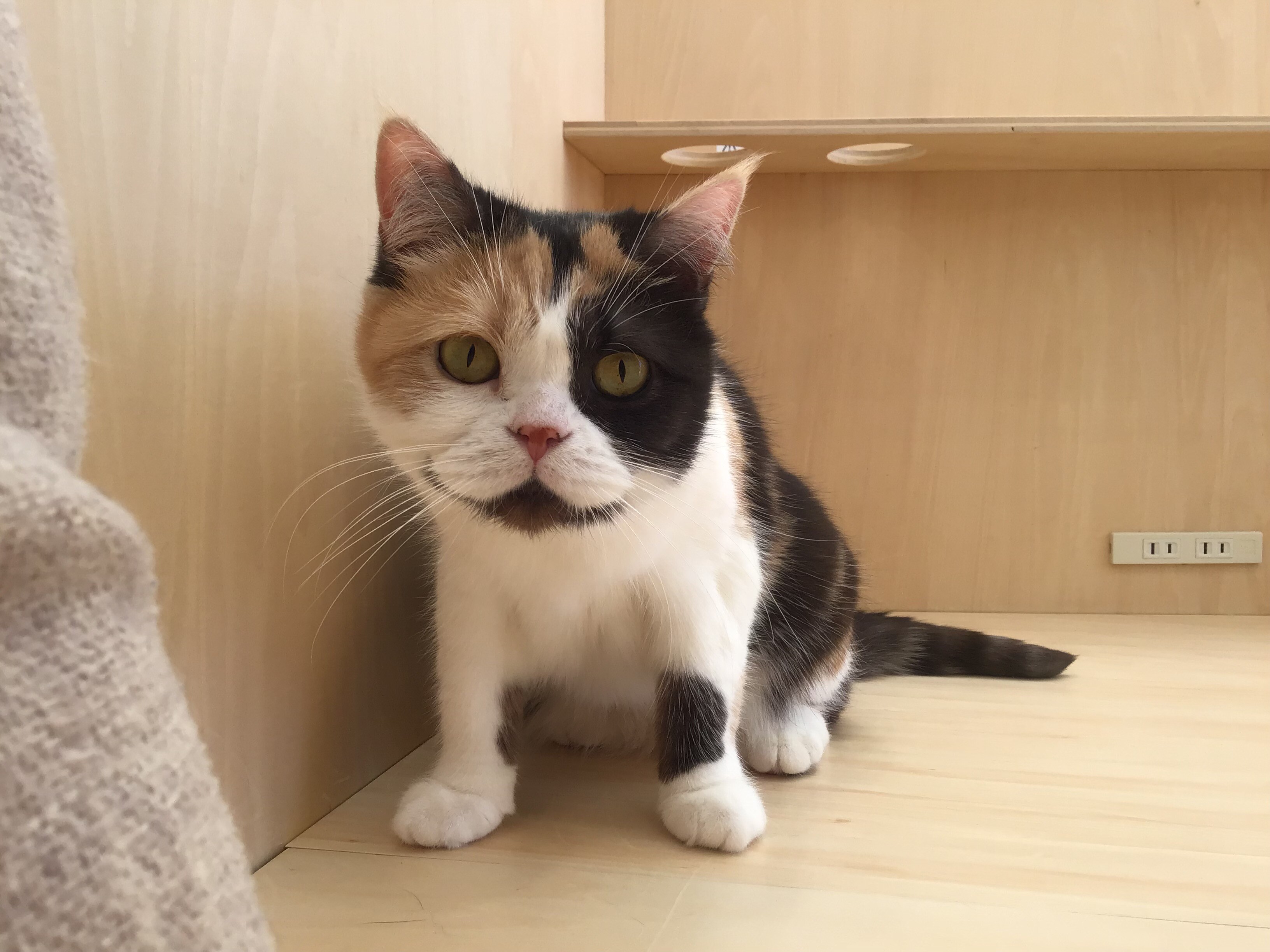 安定ポーズ👍｜Cat Café MOFF｜ショップトピックス｜グラン