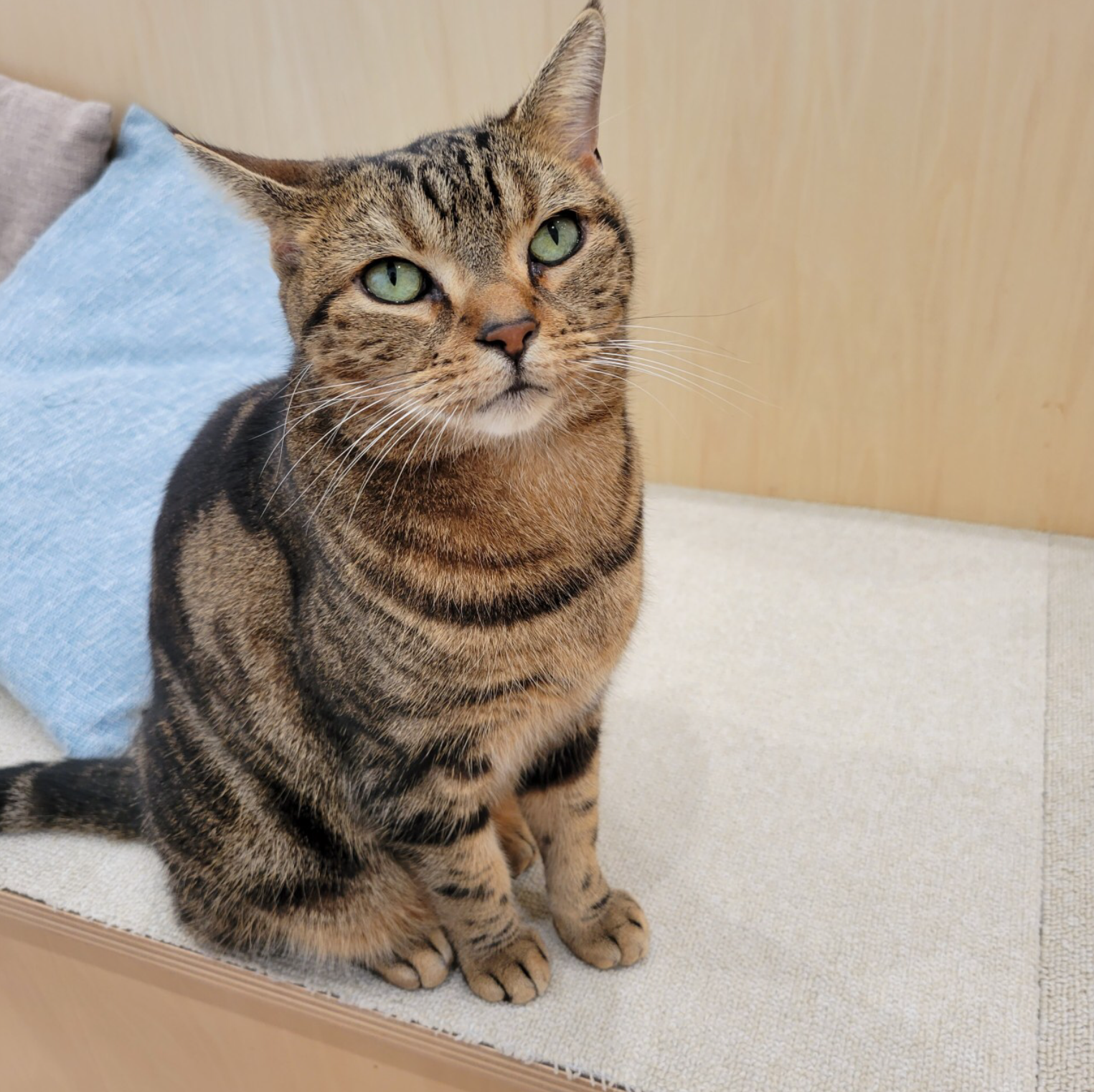 グニフニ 猫ちゃん羽織り フリフリ 甘め ねこちゃん | DIGIRECT Co.,Ltd