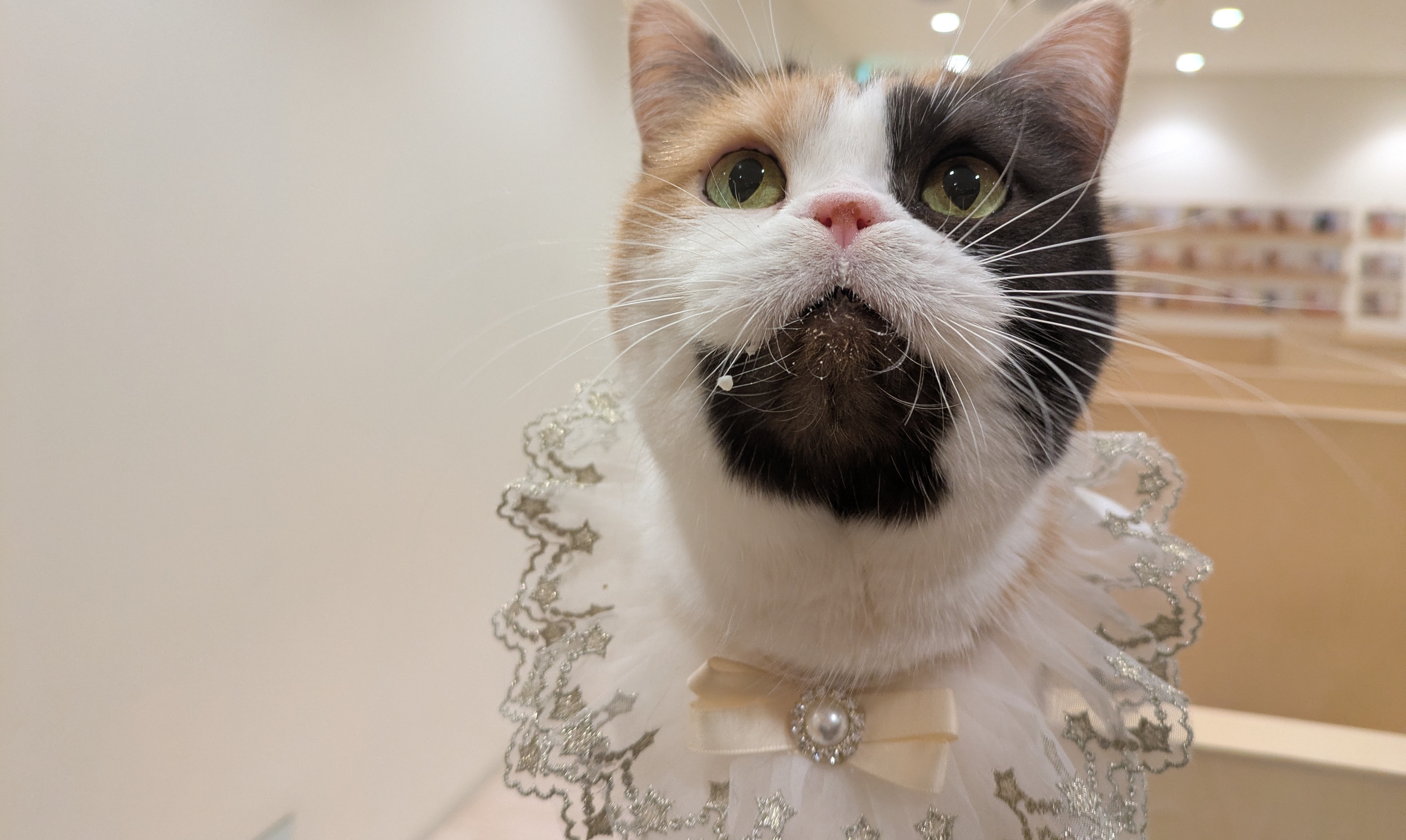 3月のお誕生日会、主役はこたつちゃん！｜Cat Café MOFF｜ショップ