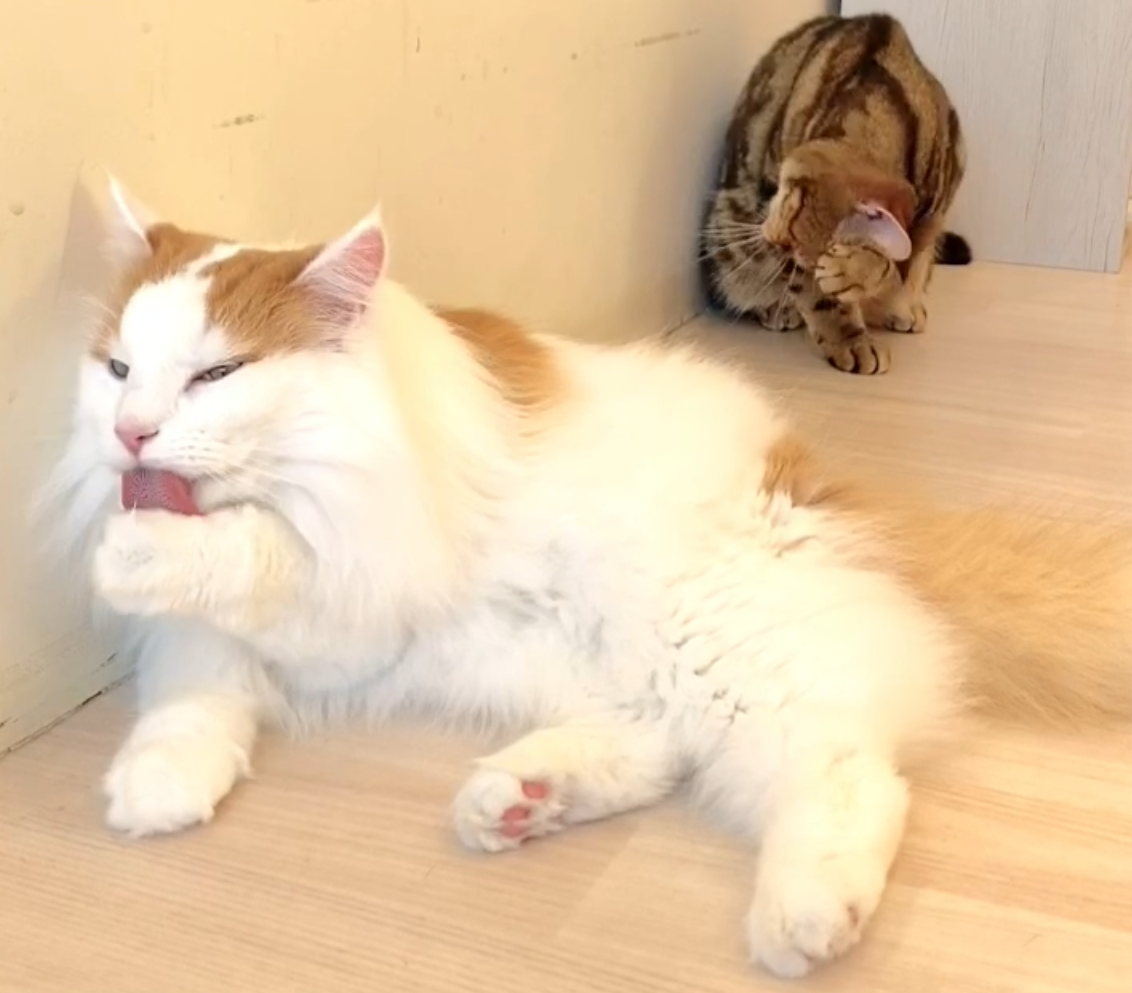 nattiorin様♡しぶめショッピン×淡ピンクの３点猫耳フーディバラクラバ 他 a06.jpg