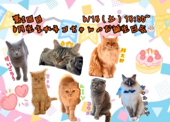 第二回目6月生まれのネコちゃんのお誕生日会のお知らせ🎂🎉｜Cat Café