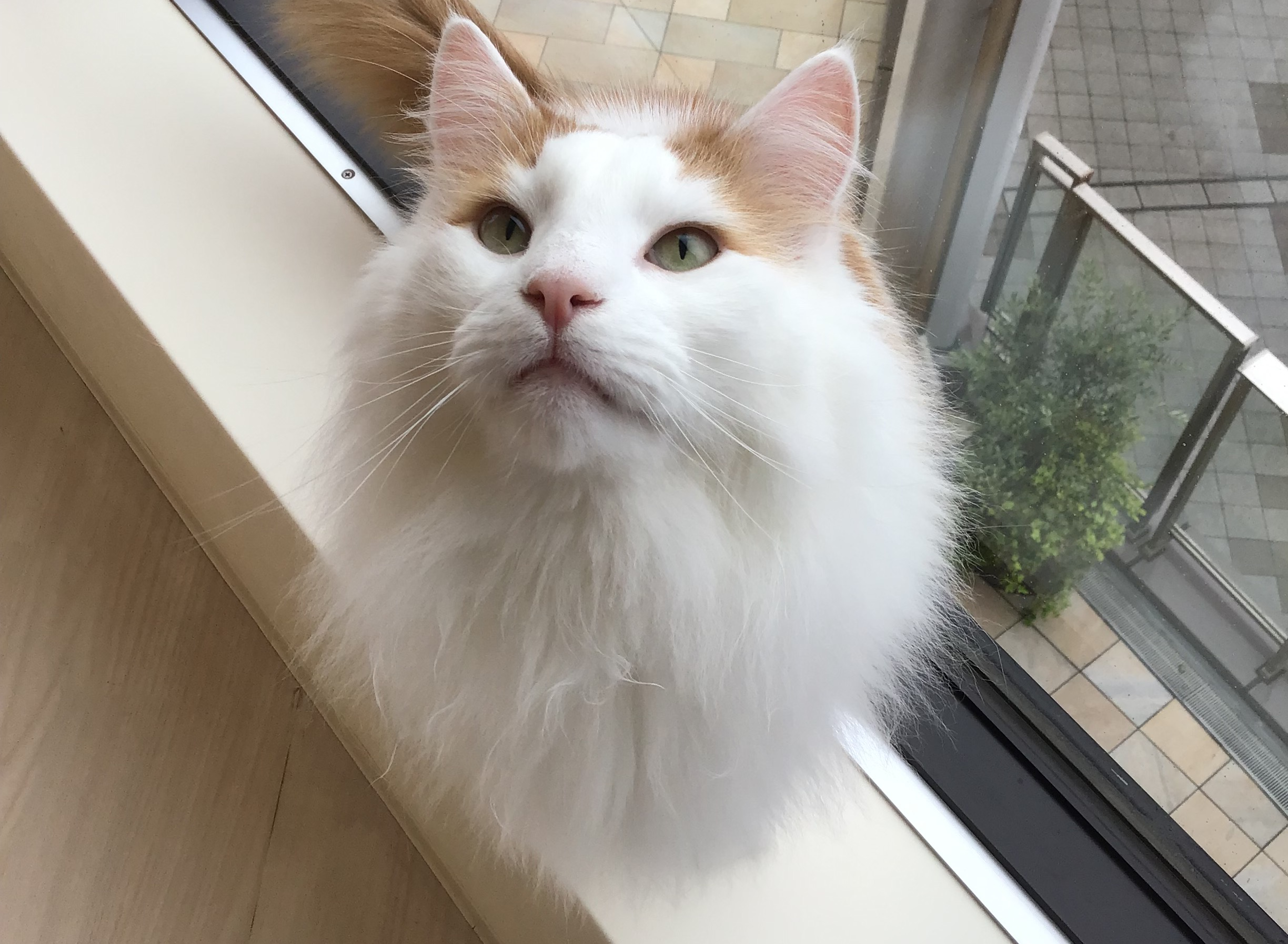雨でも元気いっぱい！｜Cat Café MOFF｜ショップトピックス｜グラン