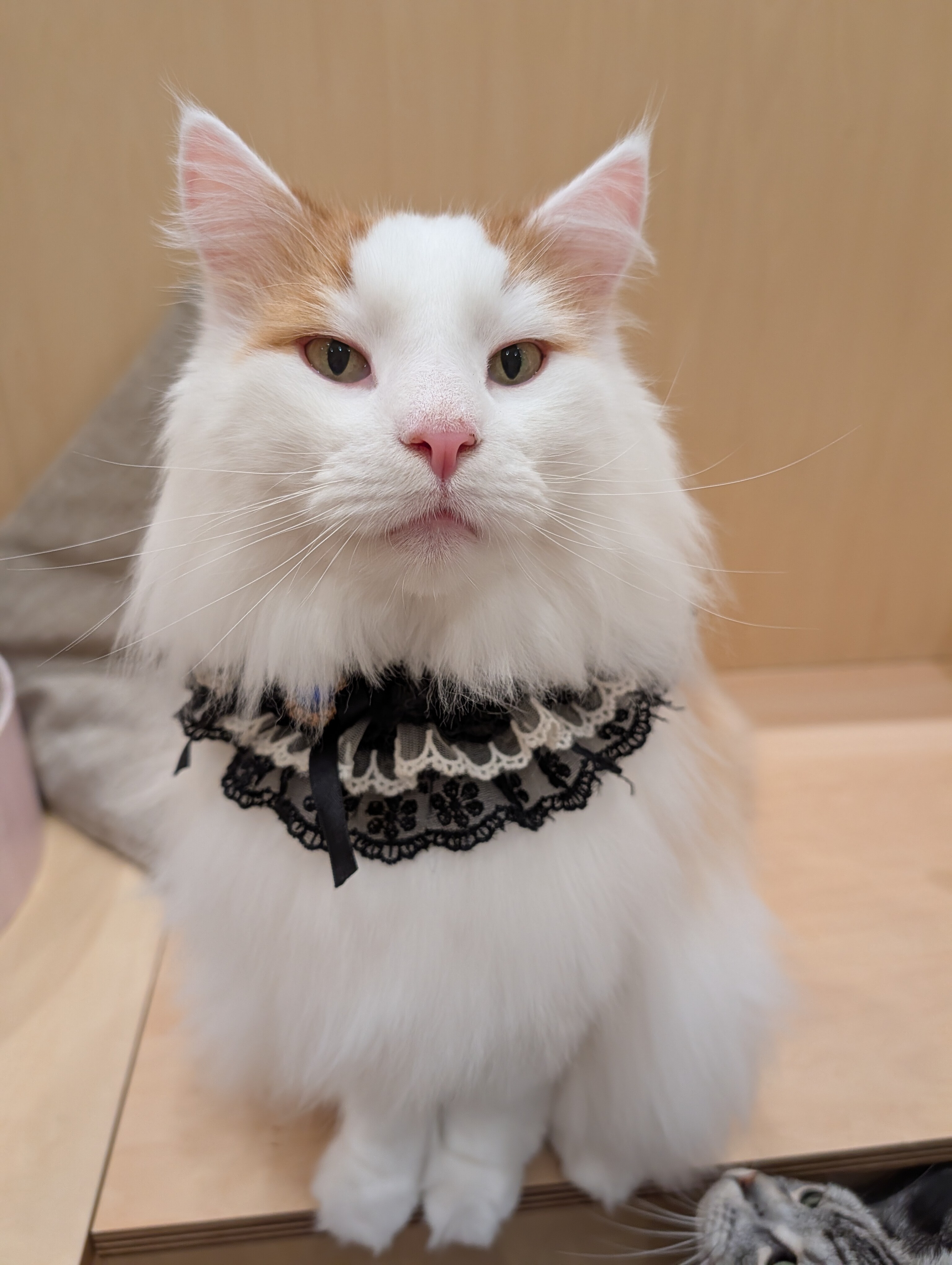 昨日はライガくんのお誕生日🥳｜Cat Café MOFF｜ショップトピックス