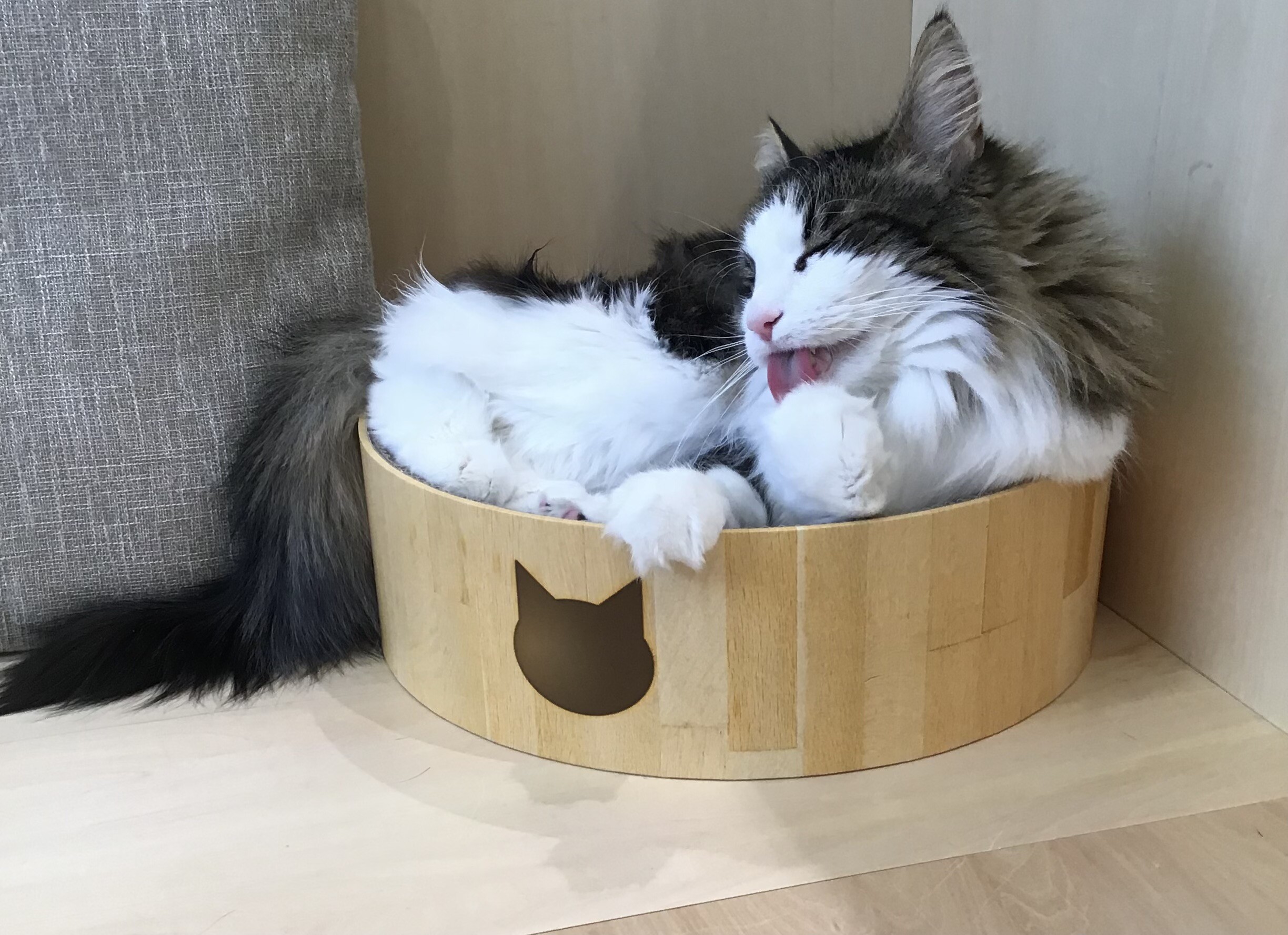 お手てはキレイに✨｜Cat Café MOFF｜ショップトピックス｜グラン