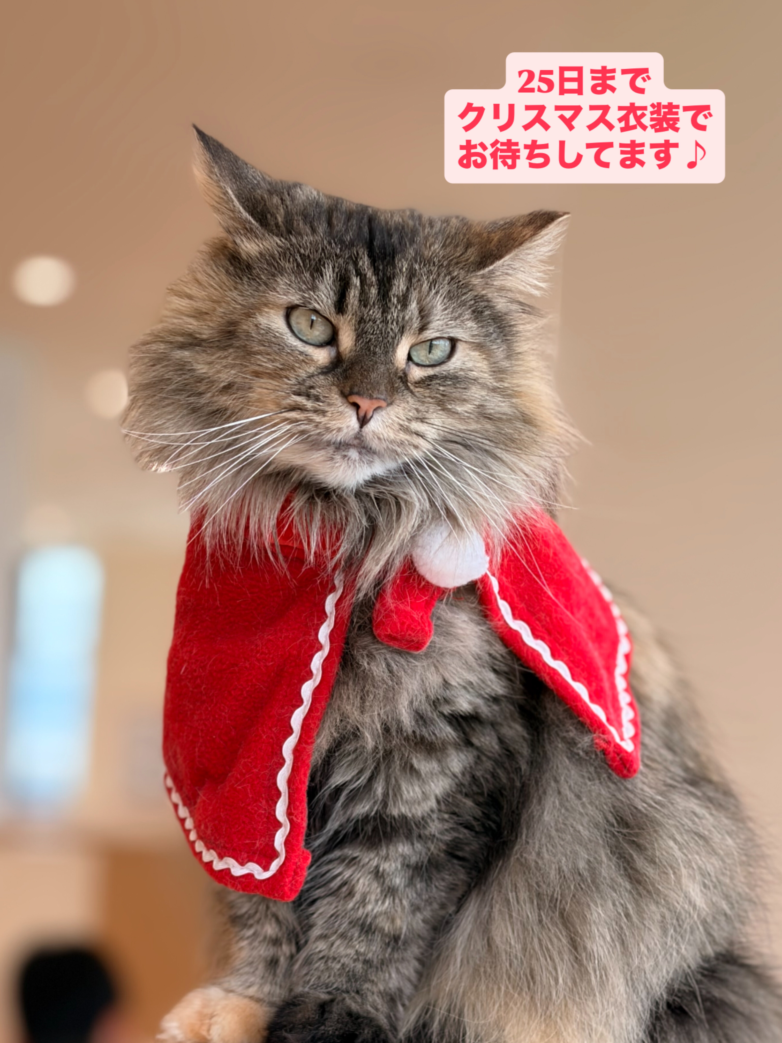 25日までクリスマス仕様でお待ちしております🎄｜Cat Café MOFF