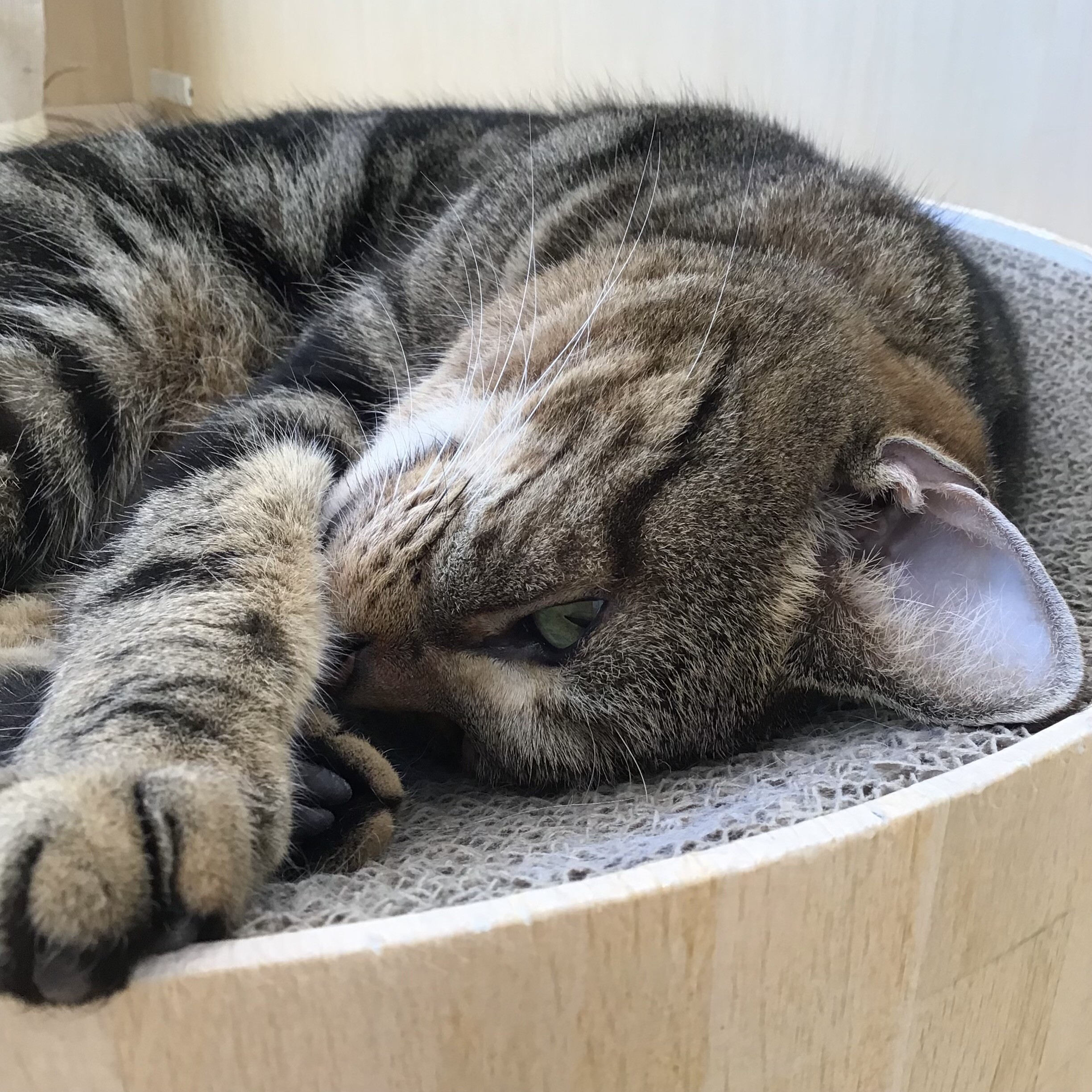 カッコかわいい こまりちゃん🐈｜Cat Café MOFF｜ショップトピックス