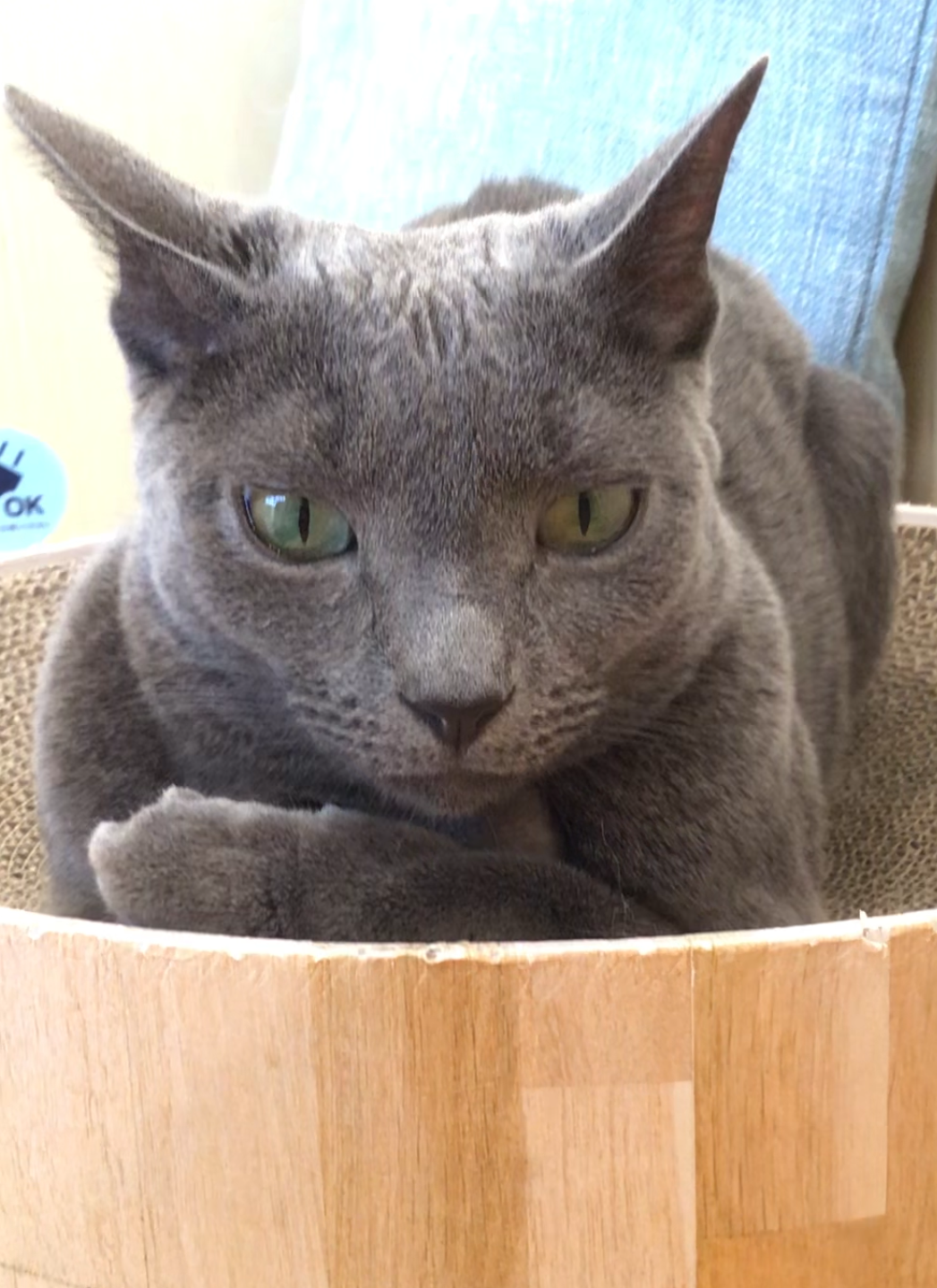 田吾作くん🐈‍⬛｜Cat Café MOFF｜ショップトピックス｜グランベリーパーク