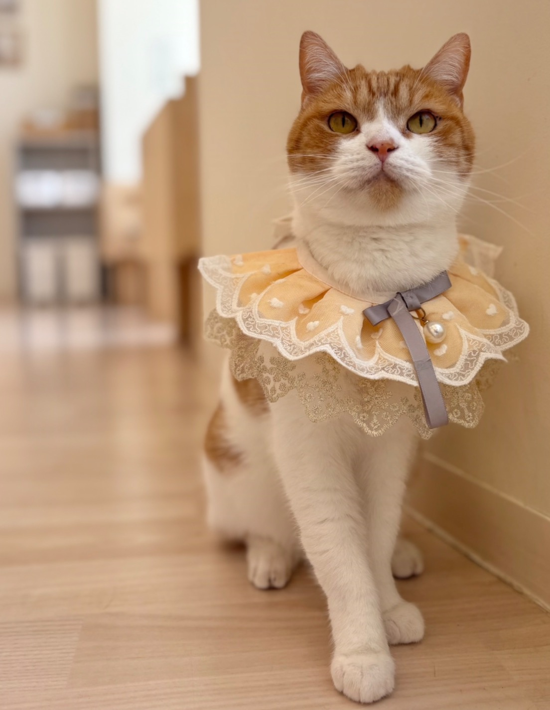 5/3はももすけくんのお誕生日🎂🎊｜Cat Café MOFF｜ショップトピックス