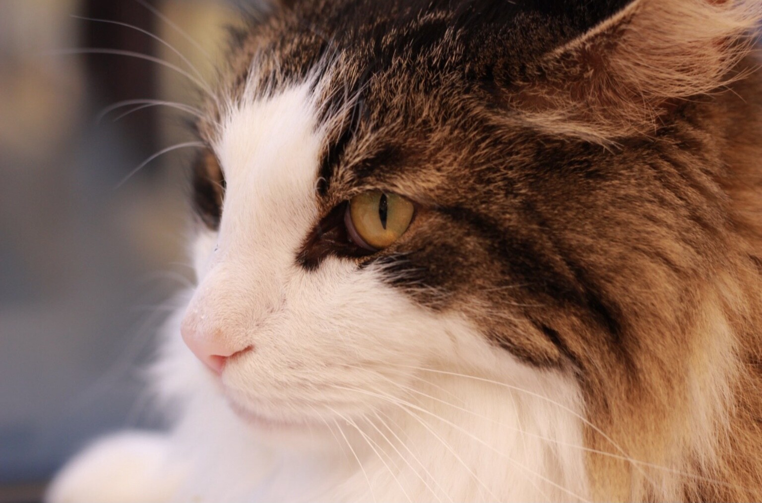 かっこかわいいキング君👑｜Cat Café MOFF｜ショップトピックス
