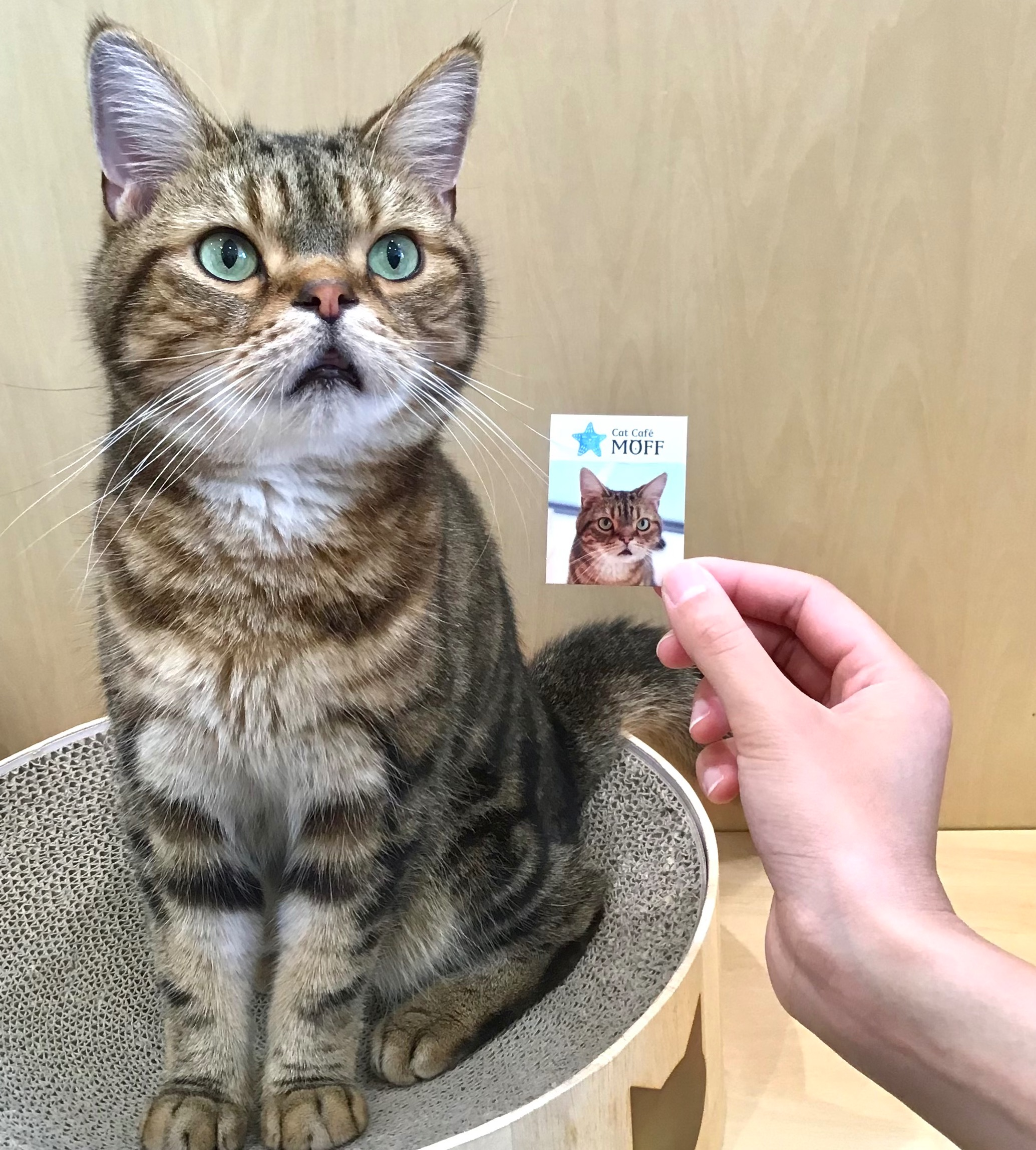 猫ちゃんshop 5c9f874e.png