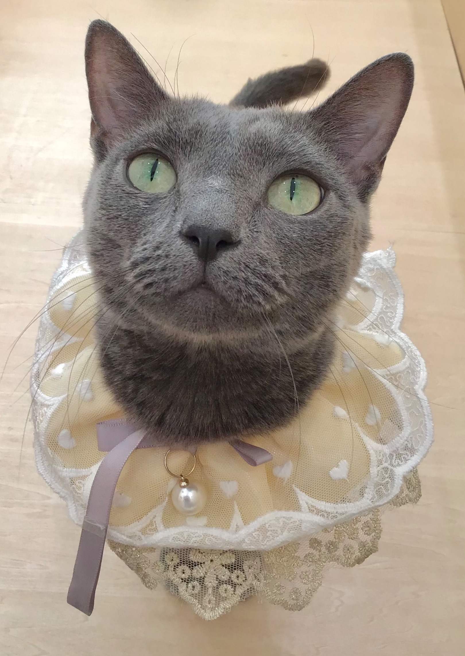 6/19は田吾作くんの誕生日🎂｜Cat Café MOFF｜ショップトピックス