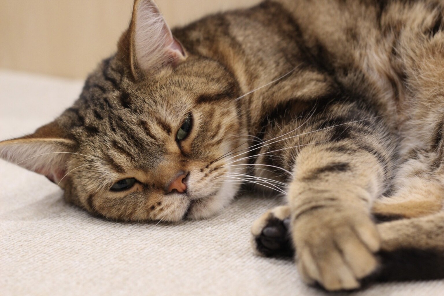 寝る3秒前…｜Cat Café MOFF｜ショップトピックス｜グランベリーパーク