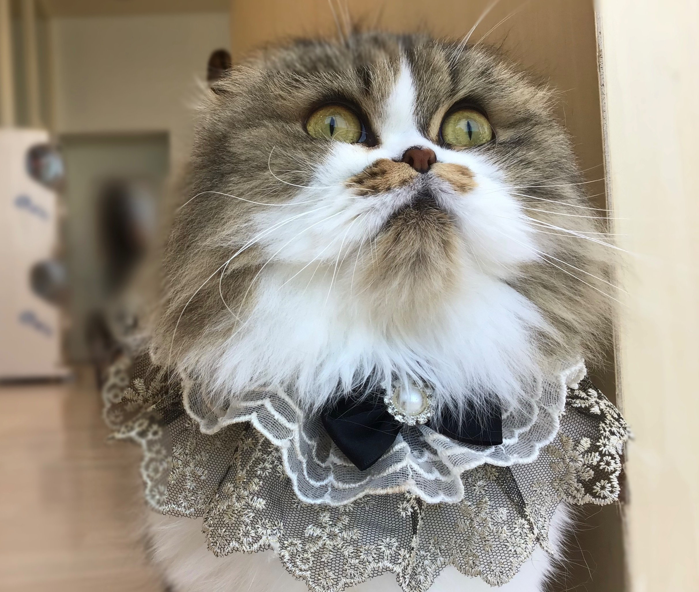 【チョコメルさま】vintage cat ୨୧ ベイビーフェイス 猫ちゃん 71b31ca8.png