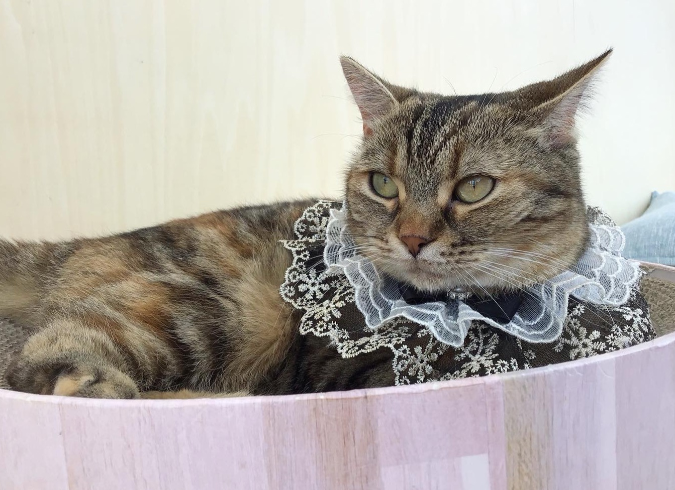 6/11のお誕生日ネコちゃん🐱🎂｜Cat Café MOFF｜ショップトピックス