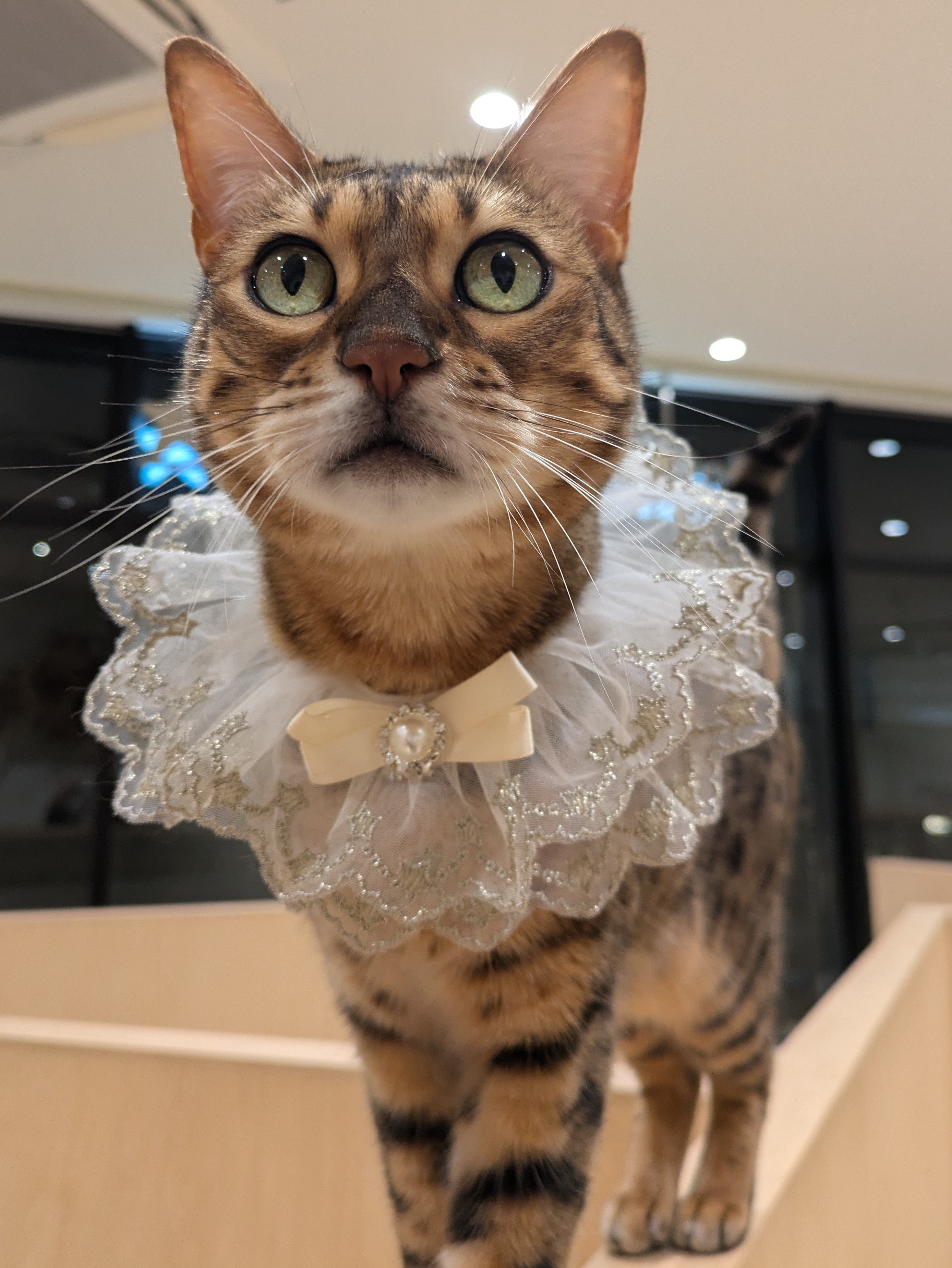 パトリックフーセ　リトグラフ　ネコ パトリックフーセリトグラフネコ