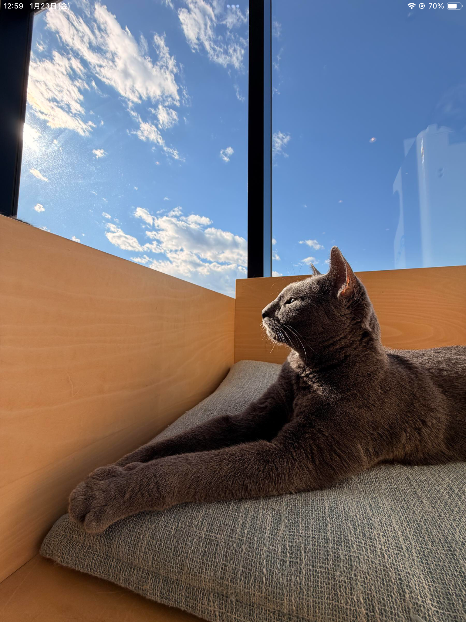 満喫｜Cat Café MOFF｜ショップトピックス｜グランベリーパーク