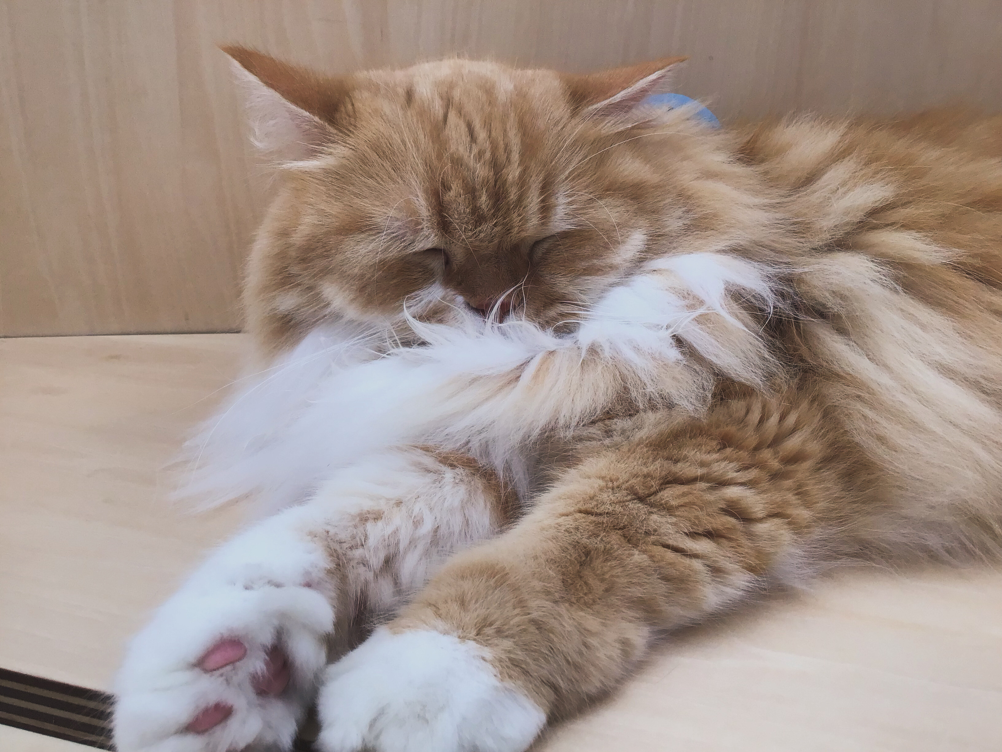 ついうたた寝｜Cat Café MOFF｜ショップトピックス｜グランベリーパーク