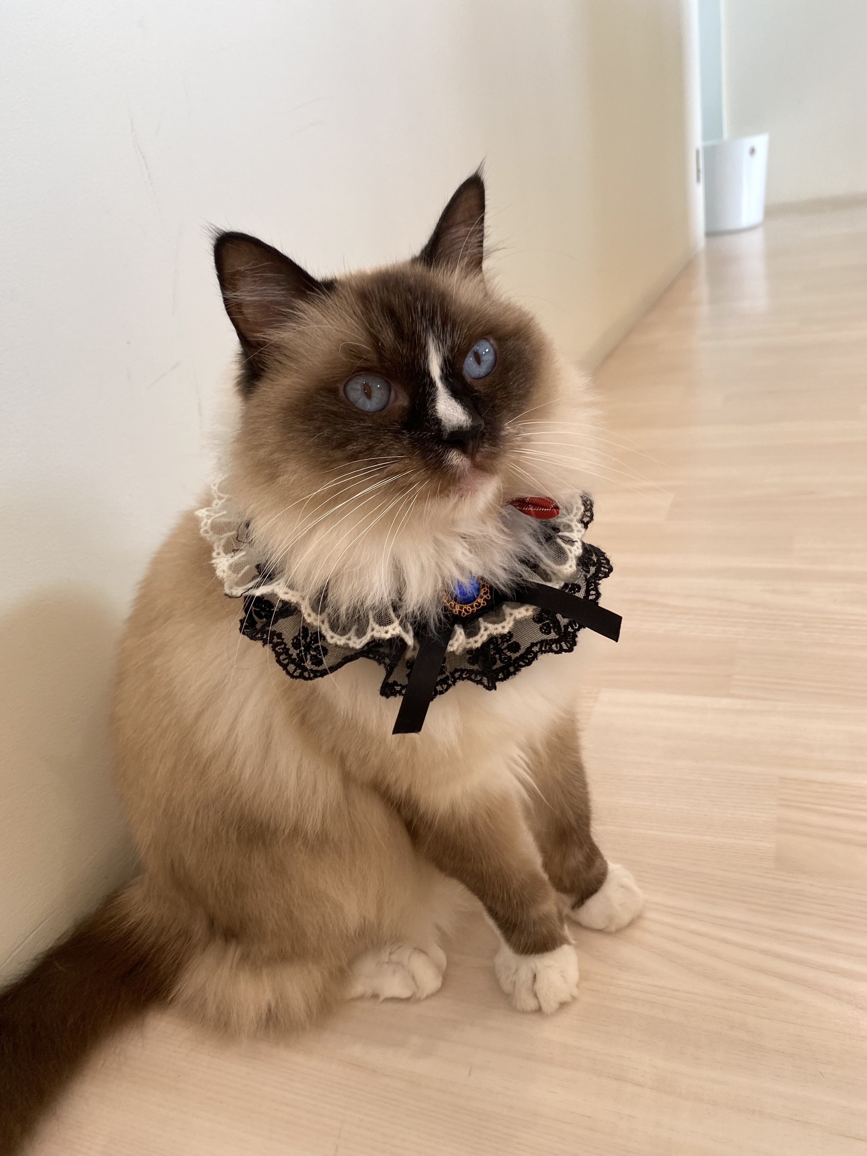 シャルロッテちゃんのお誕生日でした❣️｜Cat Café MOFF｜ショップ