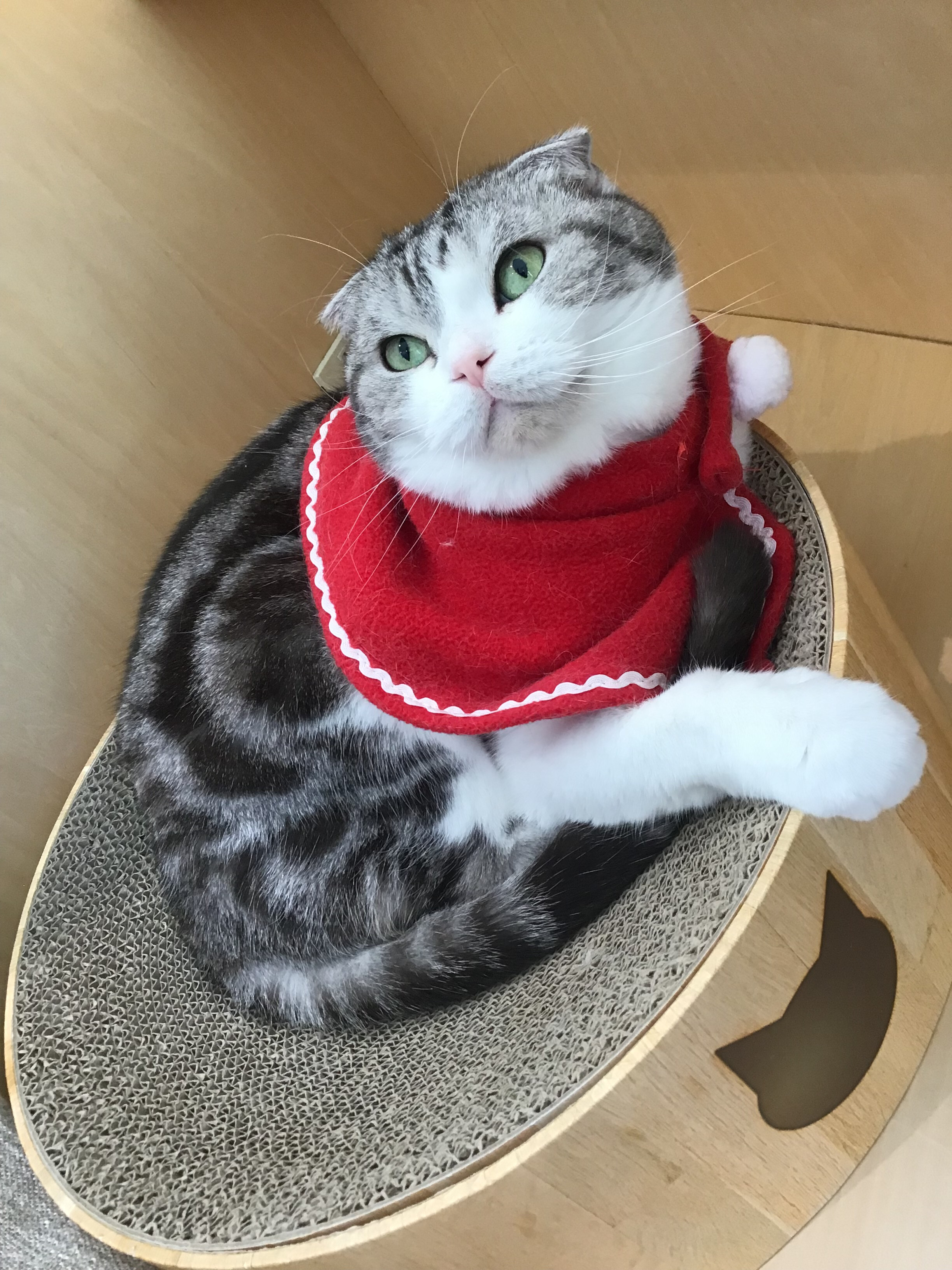 クリスマスが近づいて来ましたね🌲｜Cat Café MOFF｜ショップ