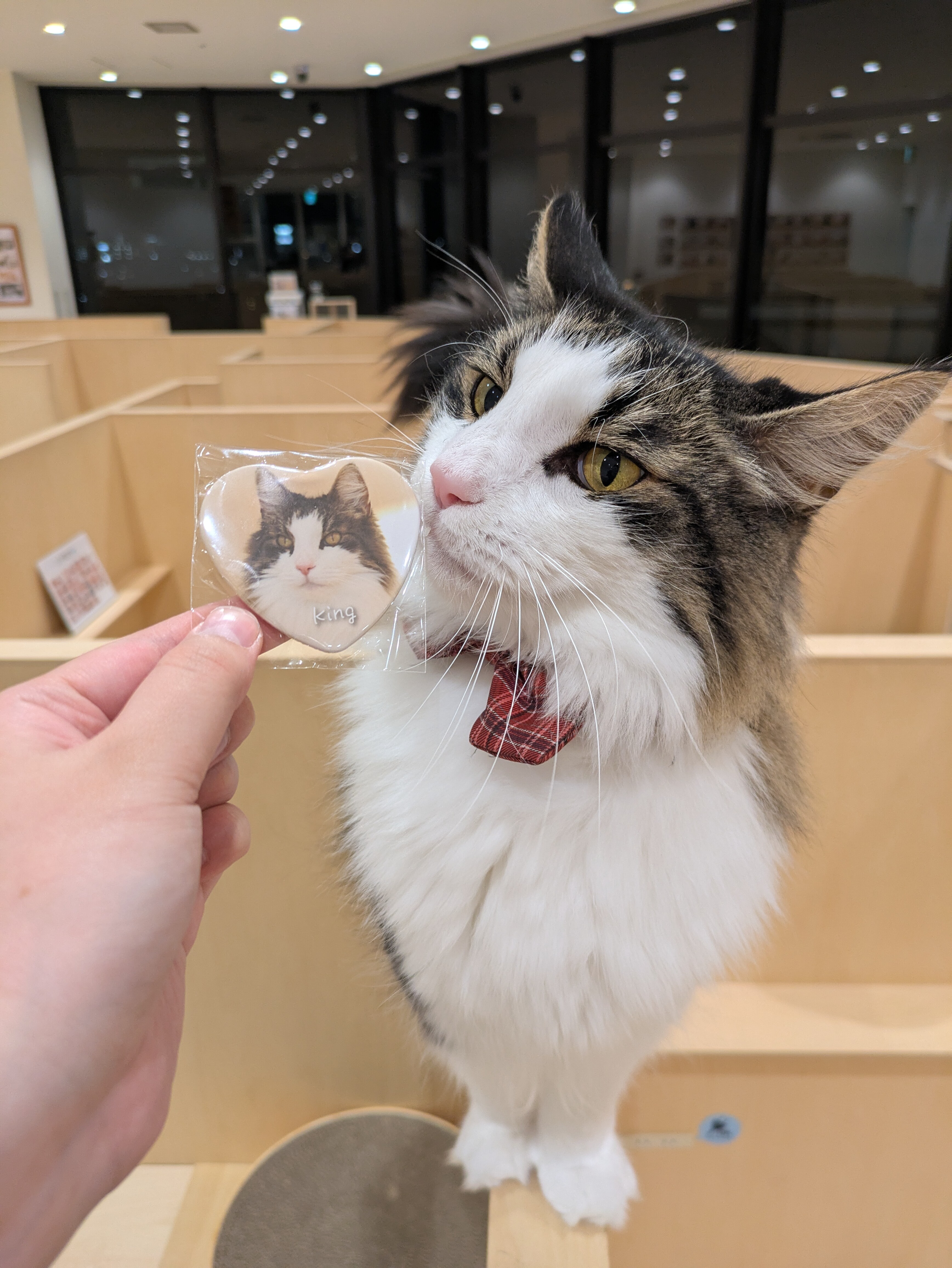 缶バッジSPリニューアルのお知らせ📢｜Cat Café MOFF｜ショップ