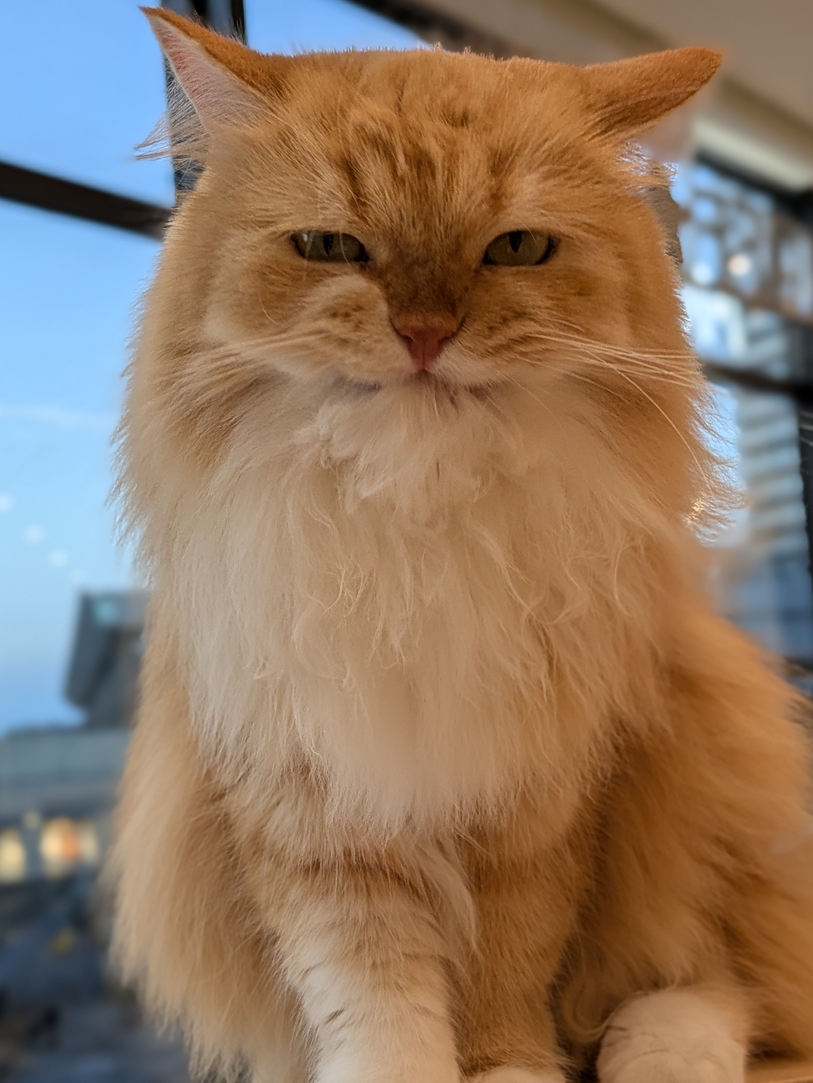 さくらねこ　キャスター マグネット桜猫（さくらねこ） 5個入り 2セット 【送料込み