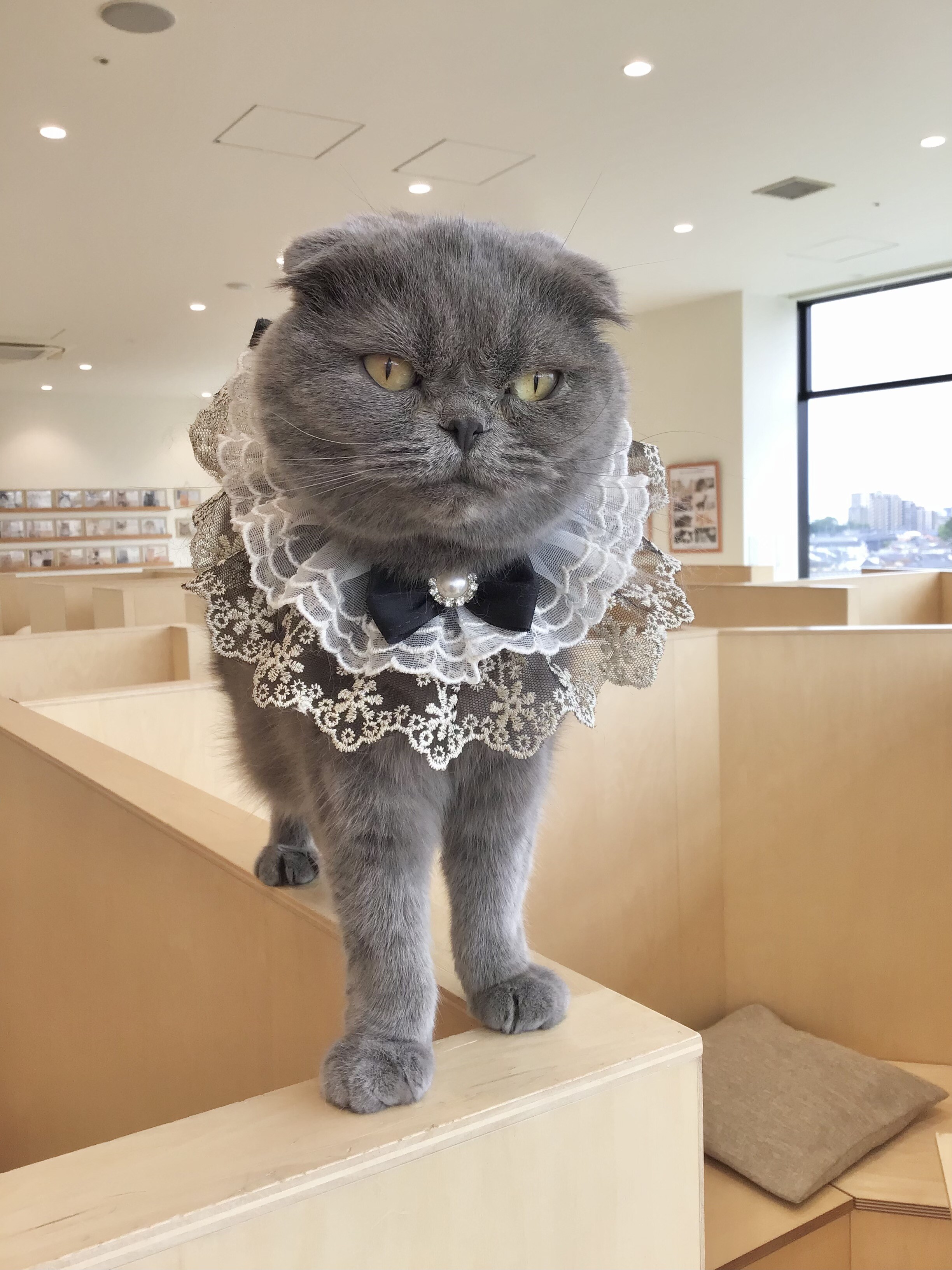 6/20はコウメちゃんの誕生日🎂｜Cat Café MOFF｜ショップトピックス