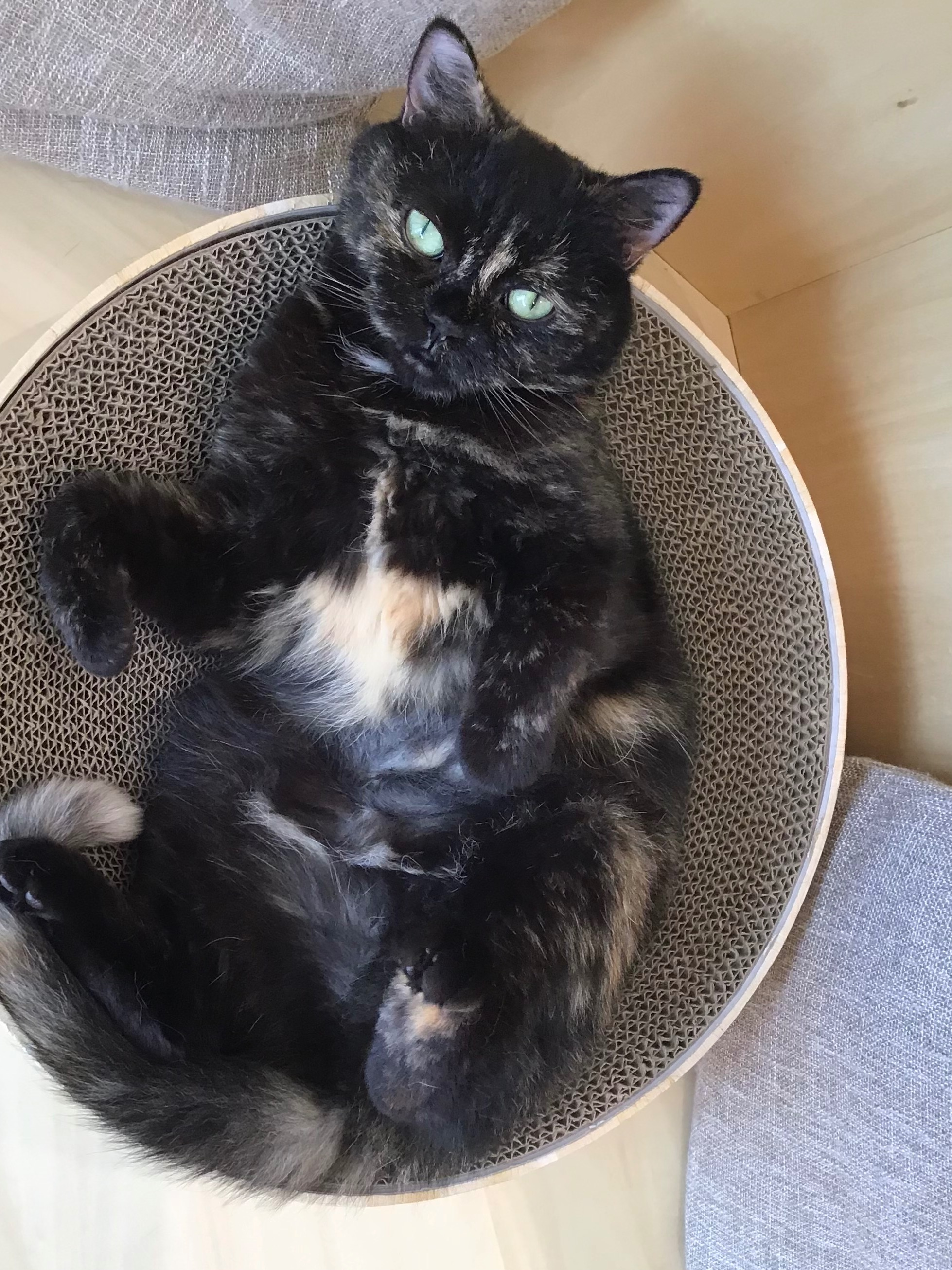 お次はヘソ天オスカルちゃん🐈‍⬛｜Cat Café MOFF｜ショップトピックス