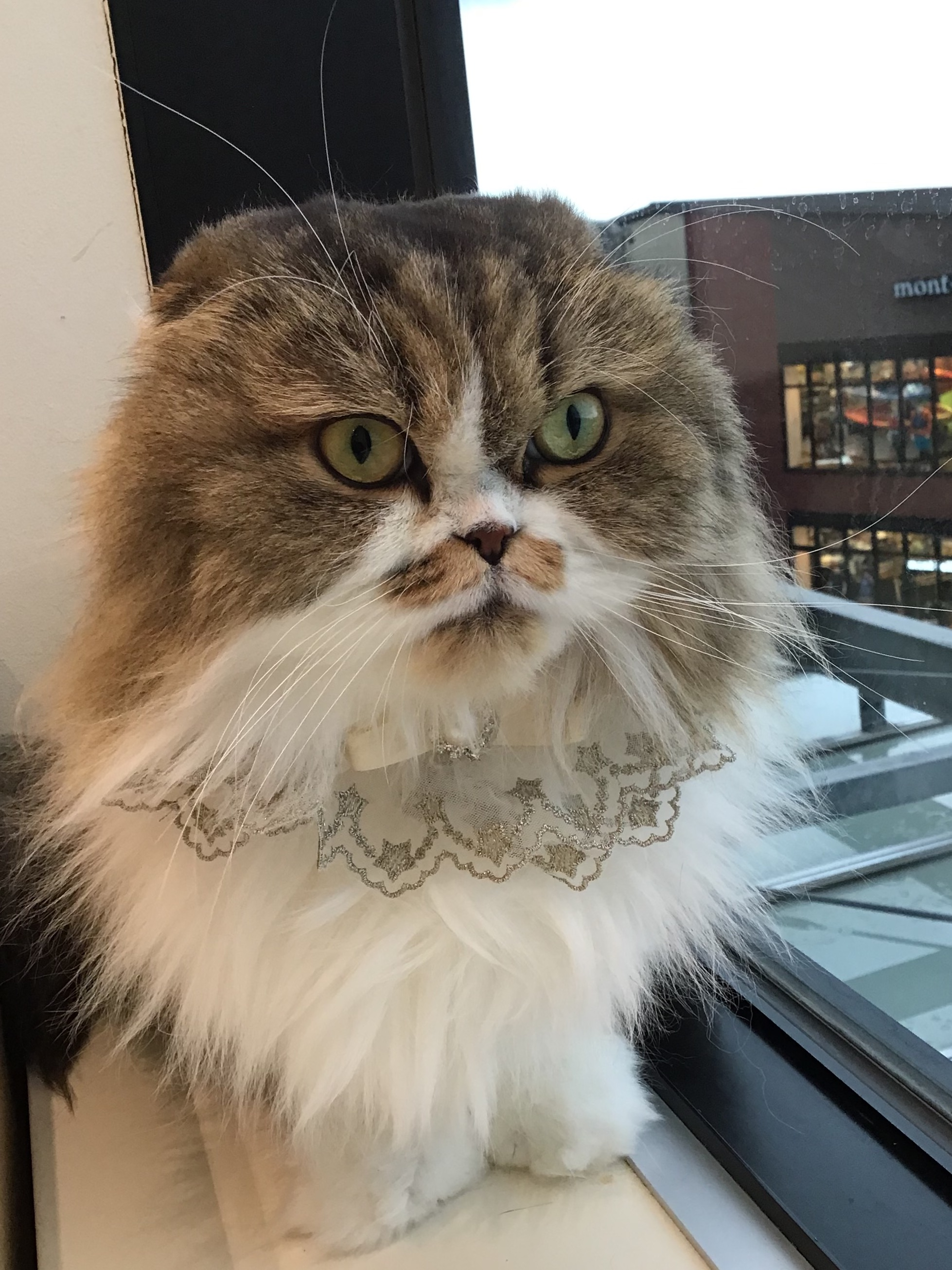 昨日、7/5は、、クルミちゃんのお誕生日🎂｜Cat Café MOFF｜ショップ