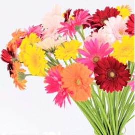 【フルールメサージュ】3月ワークショップ　ガーベラと季節のお花で作る アレンジメント