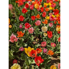 【フルールメサージュ】2月ワークショップ　チューリップと季節のお花で作る アレンジメント