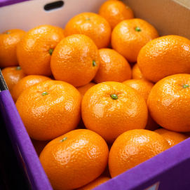 1月9日のおすすめ！箱入り『三ケ日みかん』