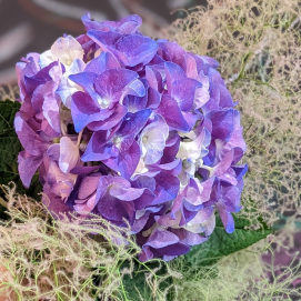 ☆今日は紫陽花の日！