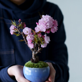石木花 桜盆栽が咲きました