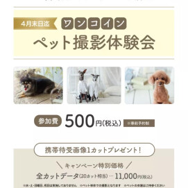 大好評！！ペット撮影体験会☆.+*